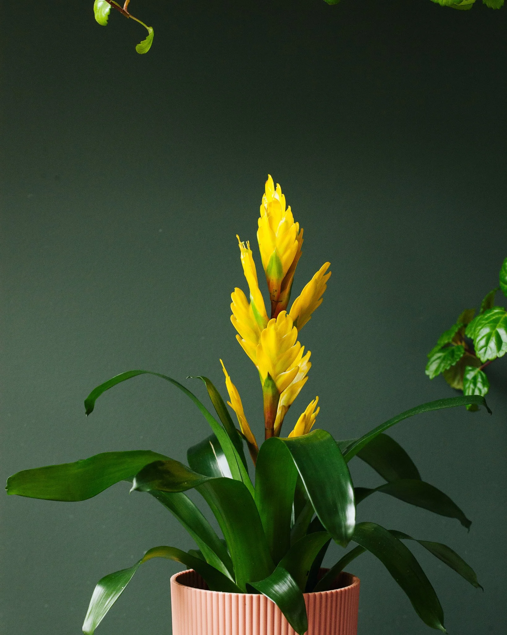 Bromelia soorten_Mama Botanica_08.jpg