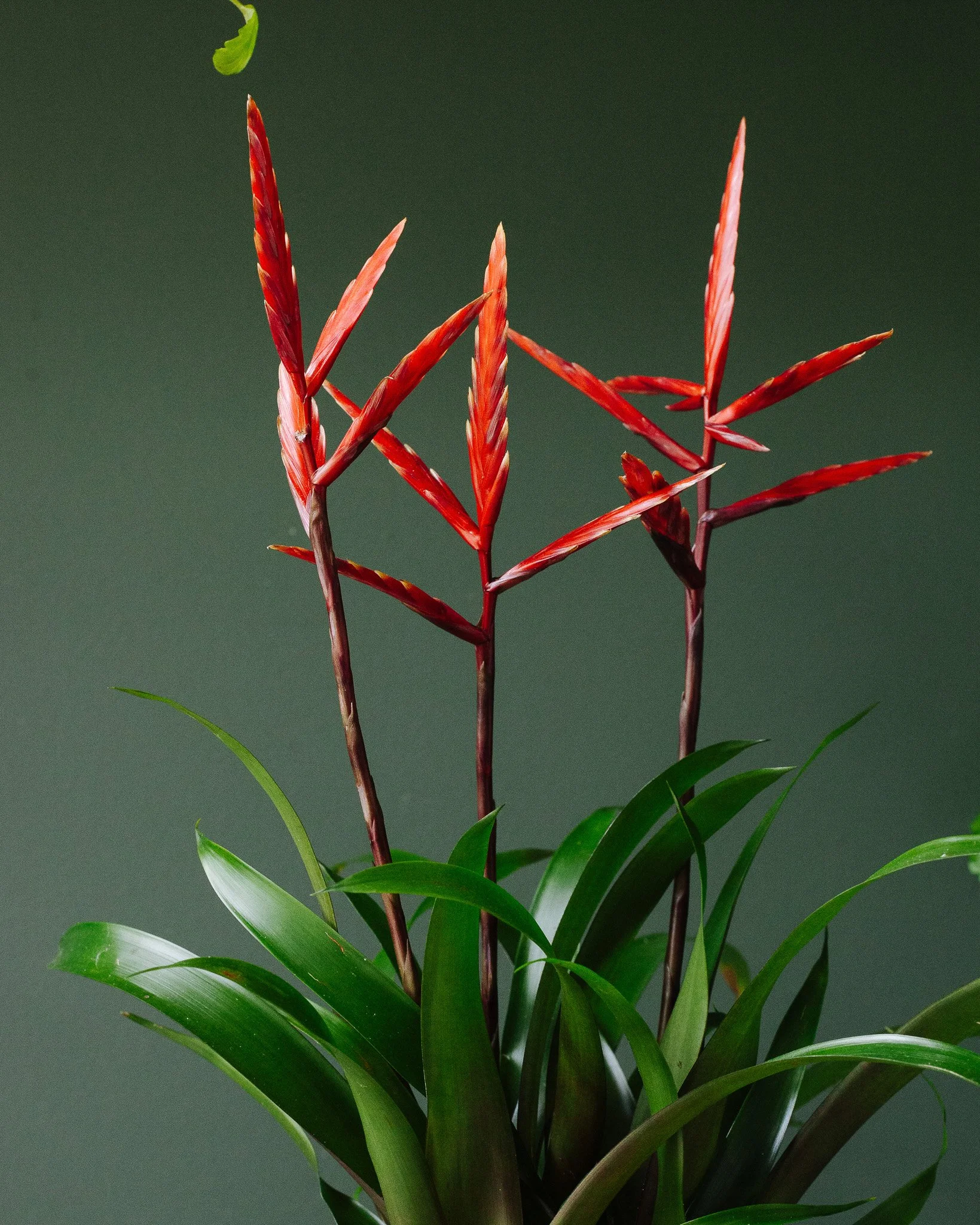 Bromelia soorten_Mama Botanica_07.jpg