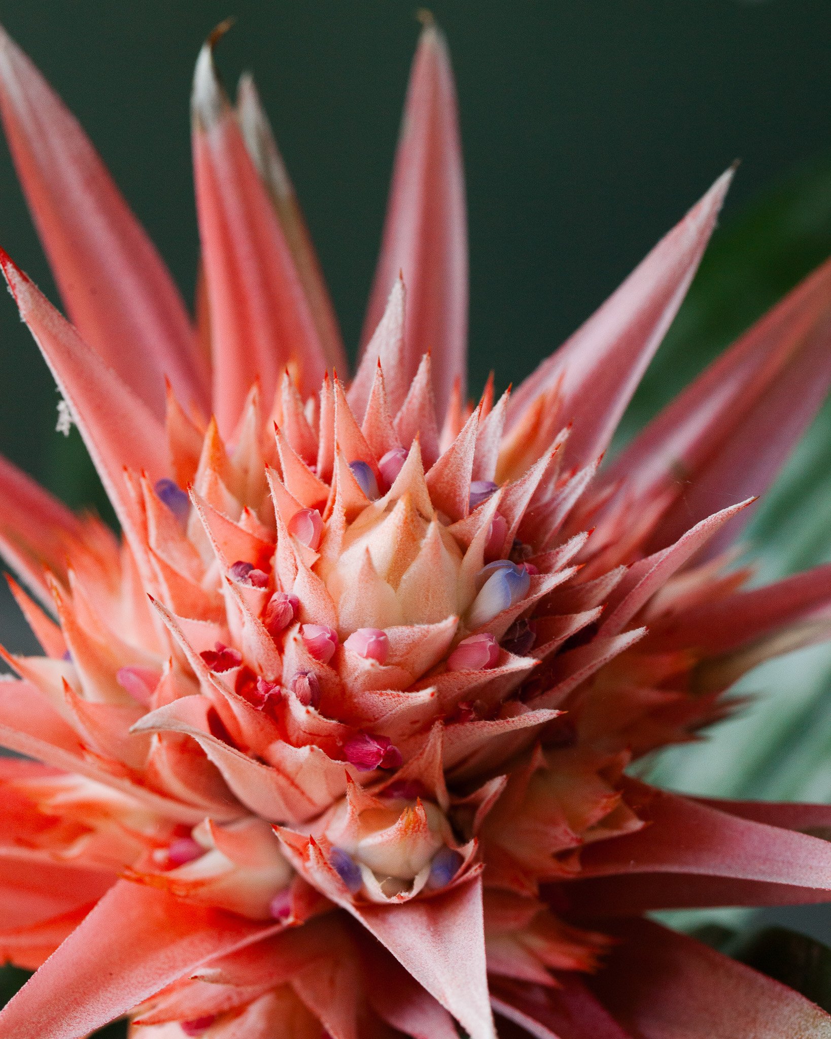 Bromelia soorten_Mama Botanica_24.jpg