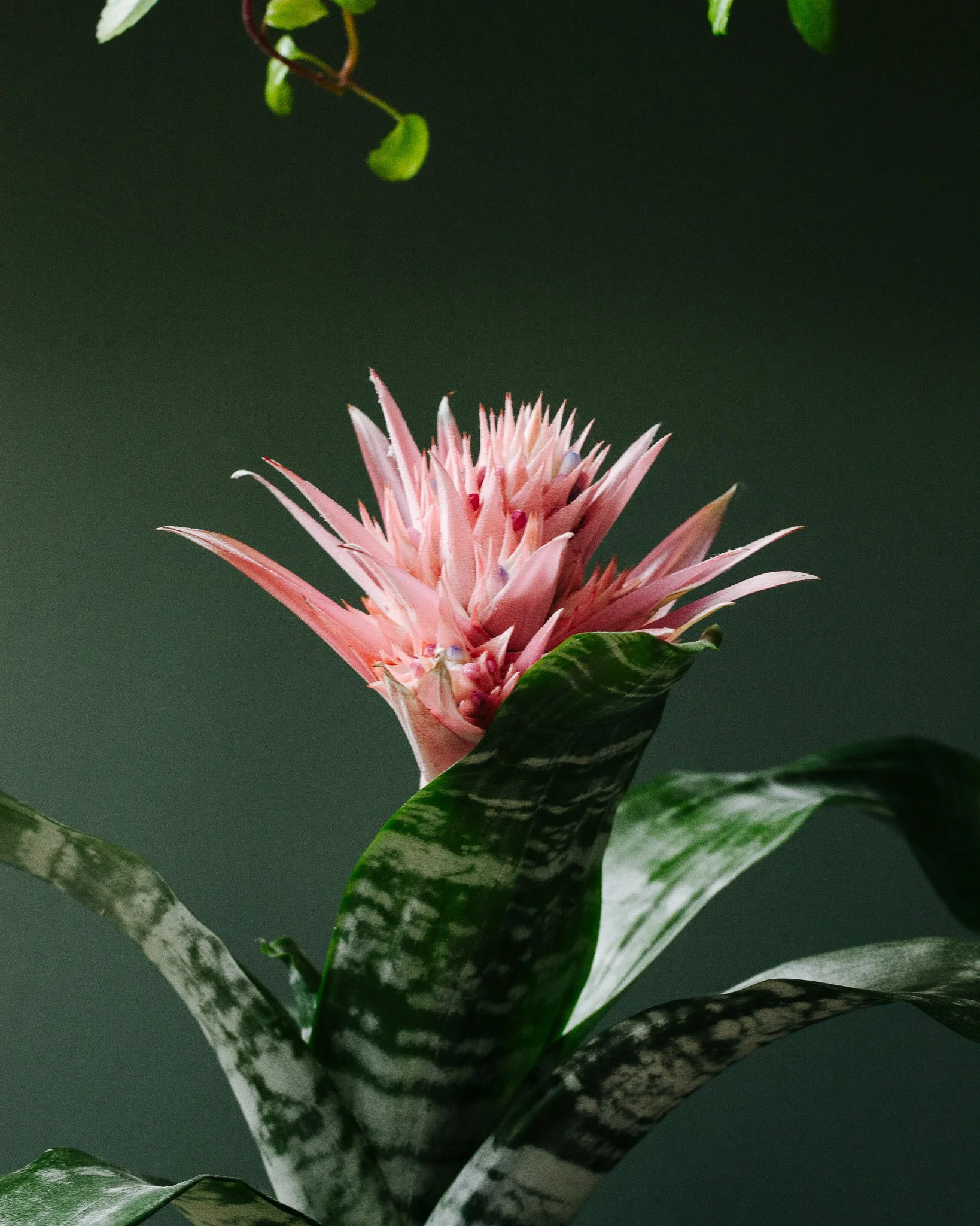 Bromelia soorten_Mama Botanica_22.jpg