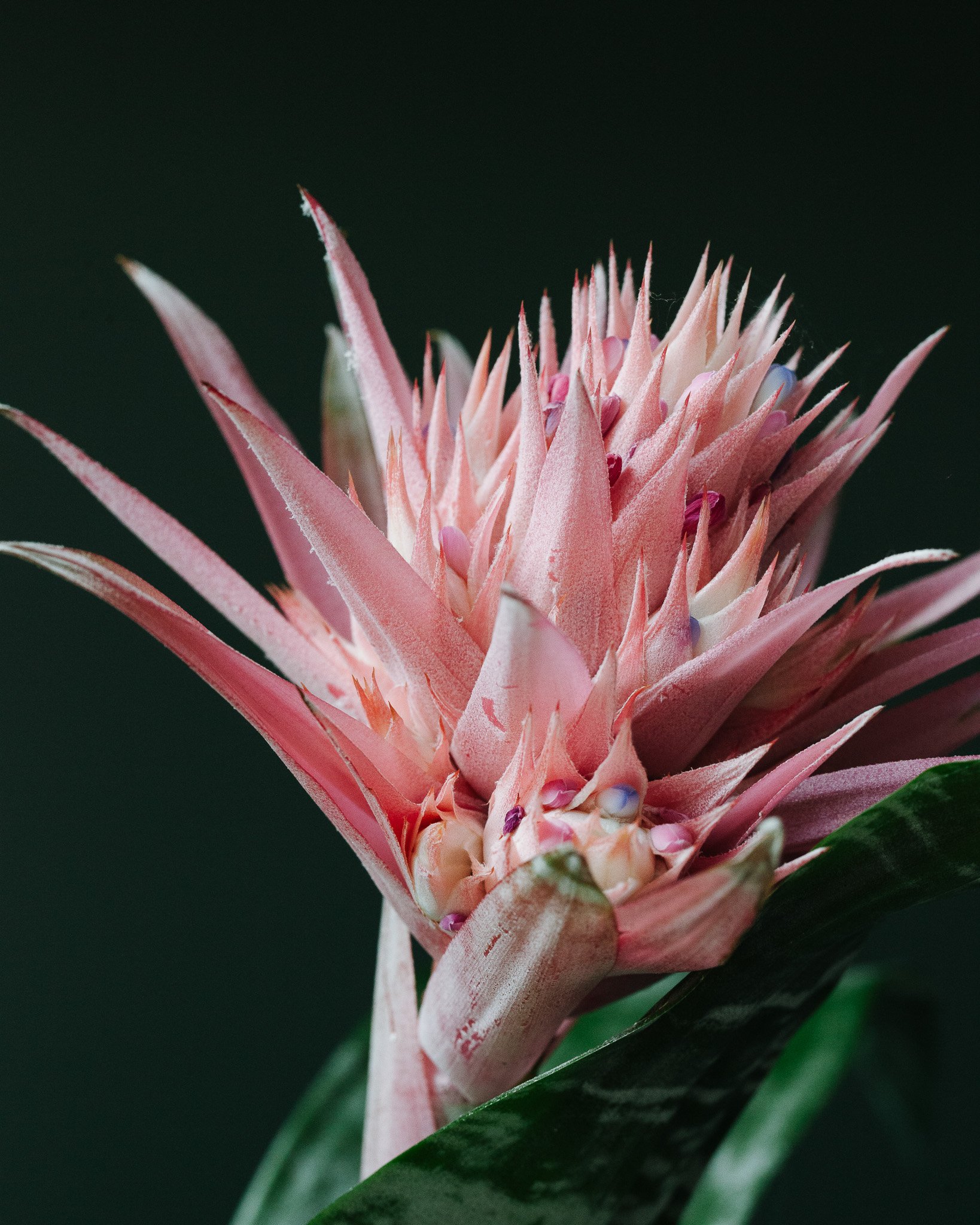 Bromelia soorten_Mama Botanica_21.jpg