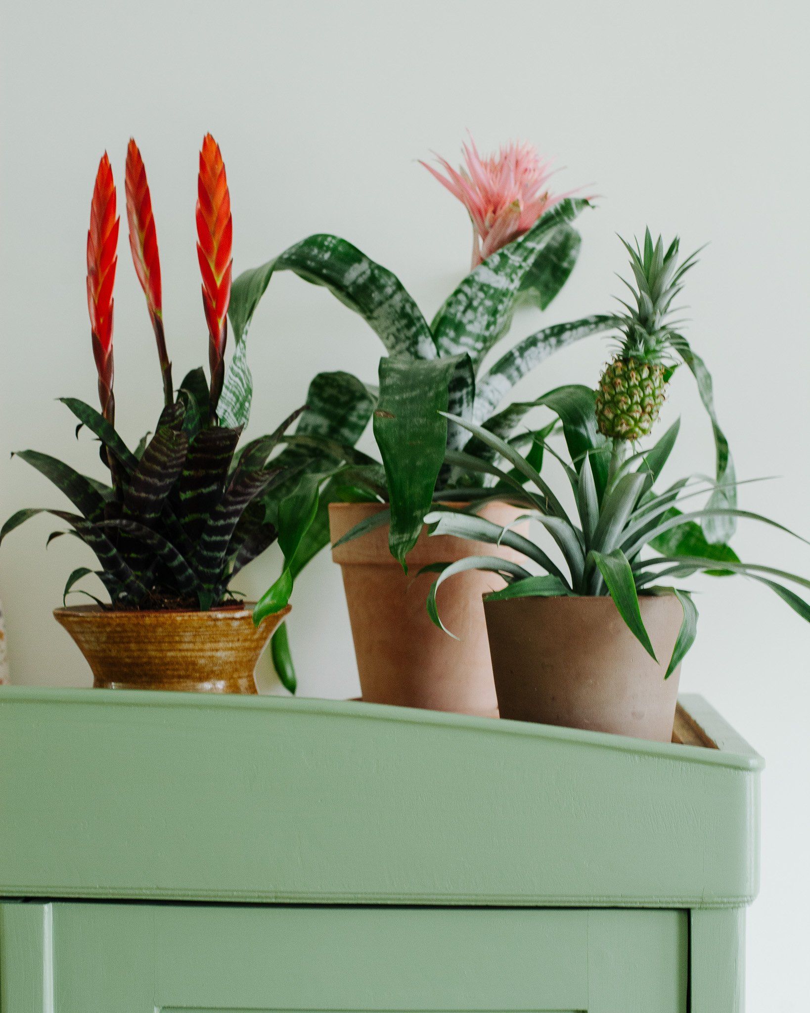 Bromelia soorten_Mama Botanica_02.jpg