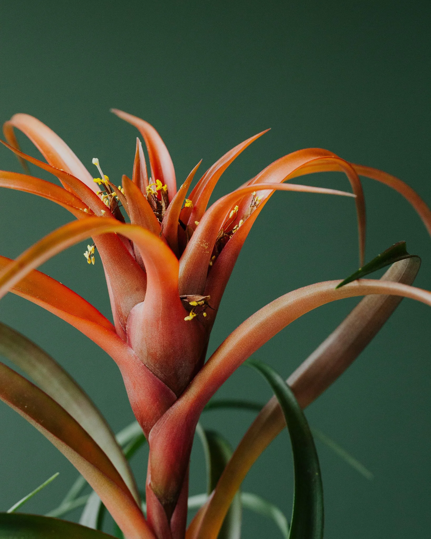 Bromelia soorten_Mama Botanica_05.jpg