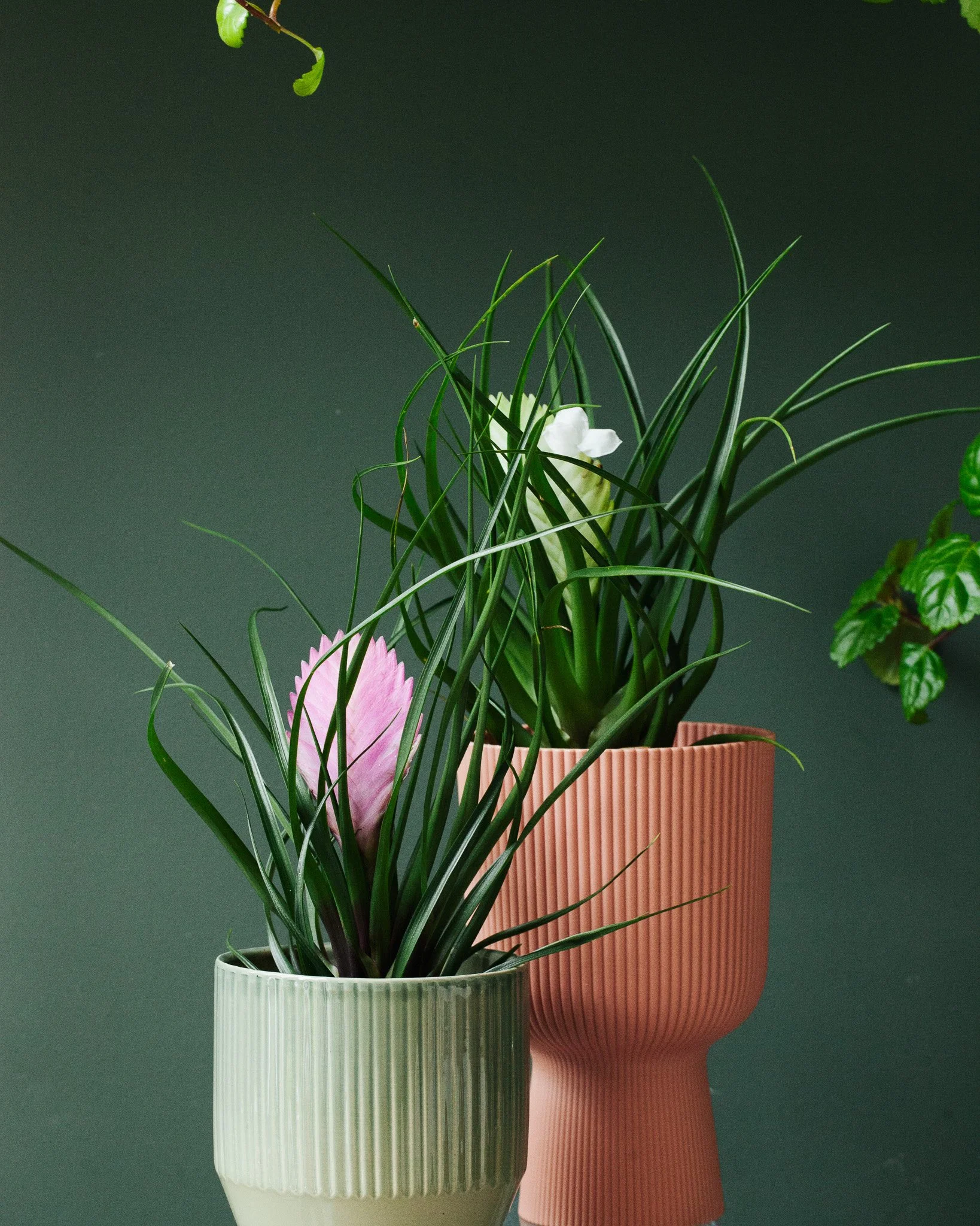 Bromelia soorten_Mama Botanica_11.jpg