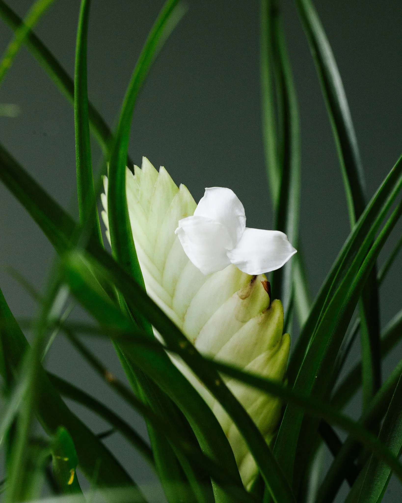 Bromelia soorten_Mama Botanica_13.jpg