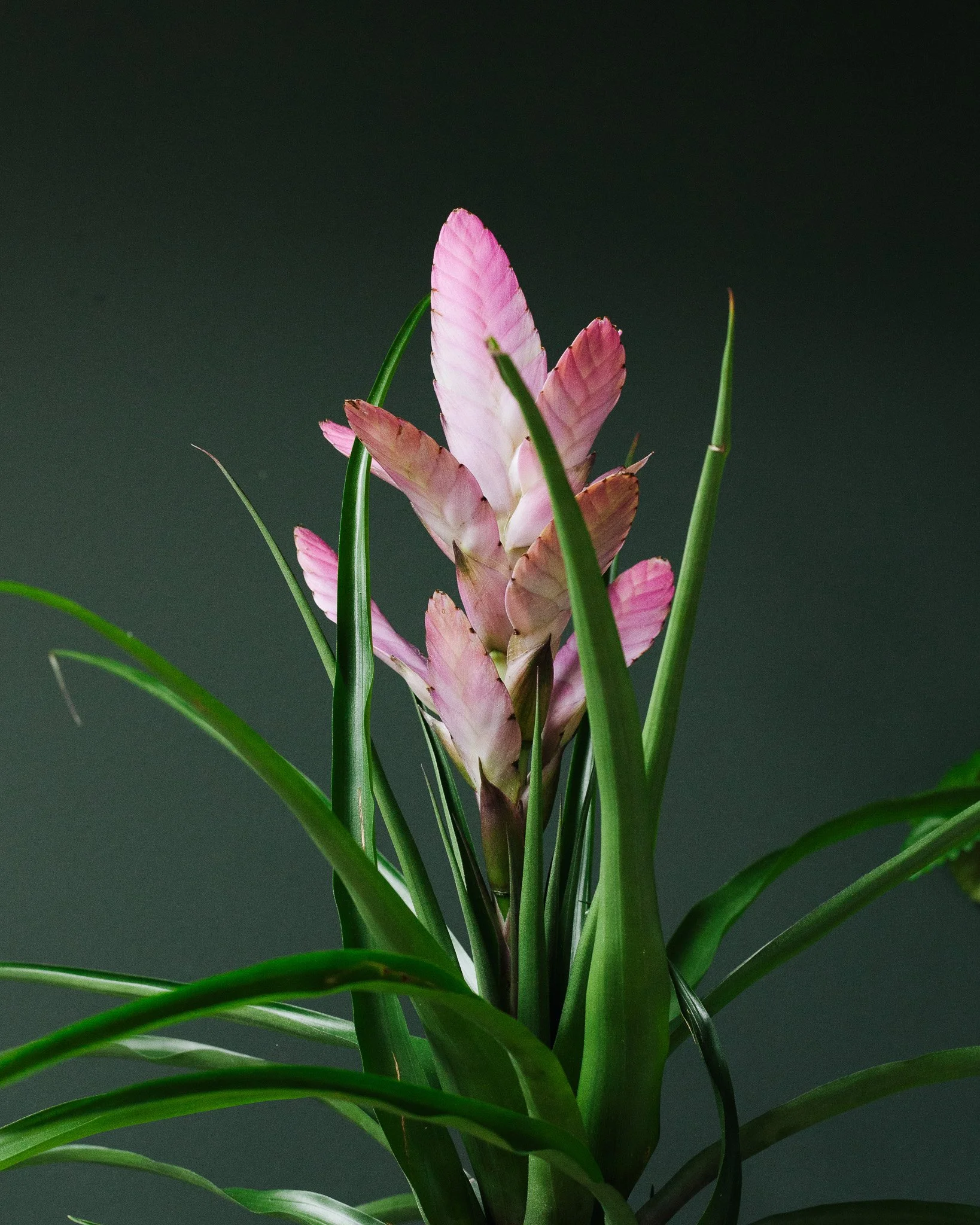 Bromelia soorten_Mama Botanica_14.jpg