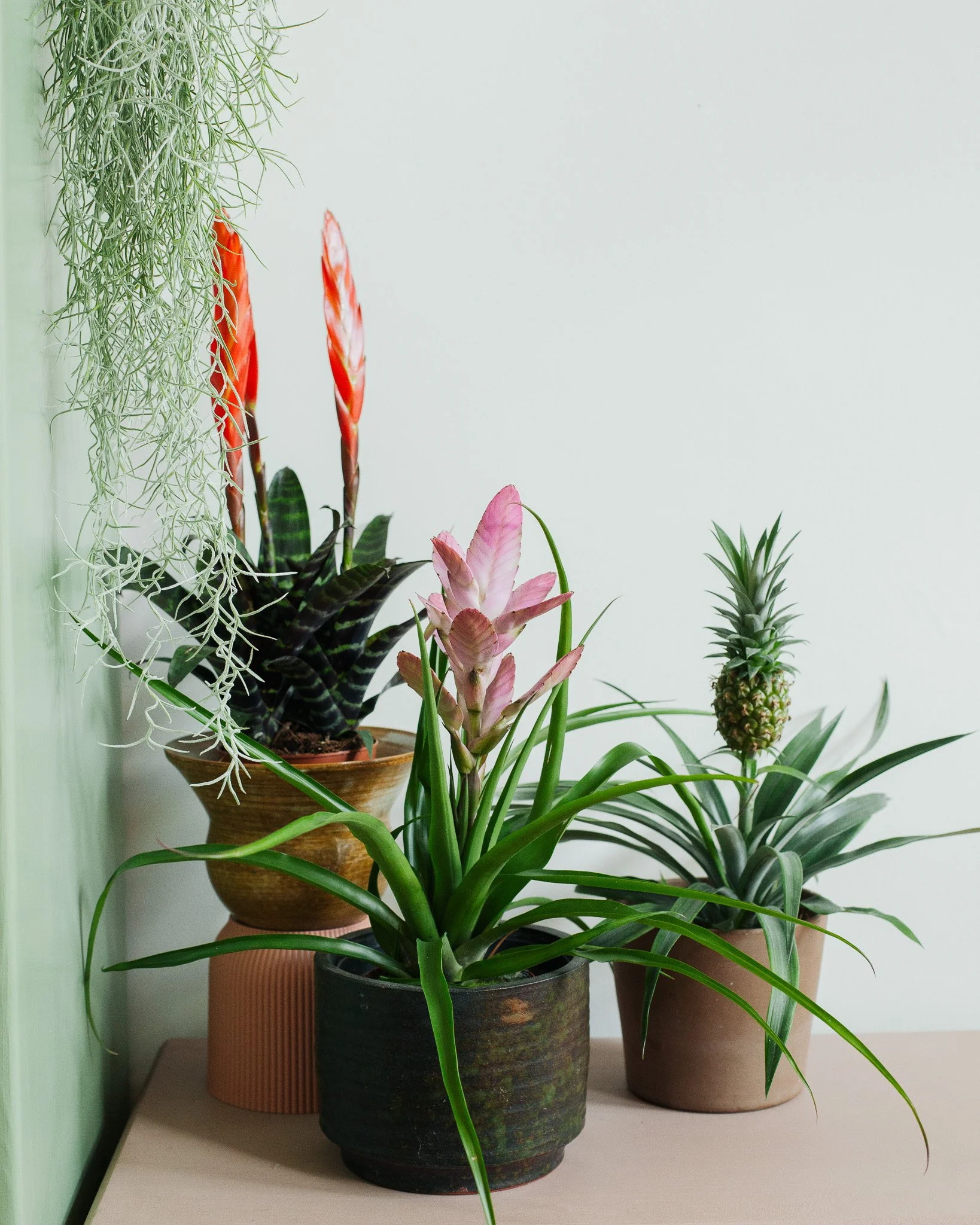 Makkelijke kamerplanten: de Bromelia