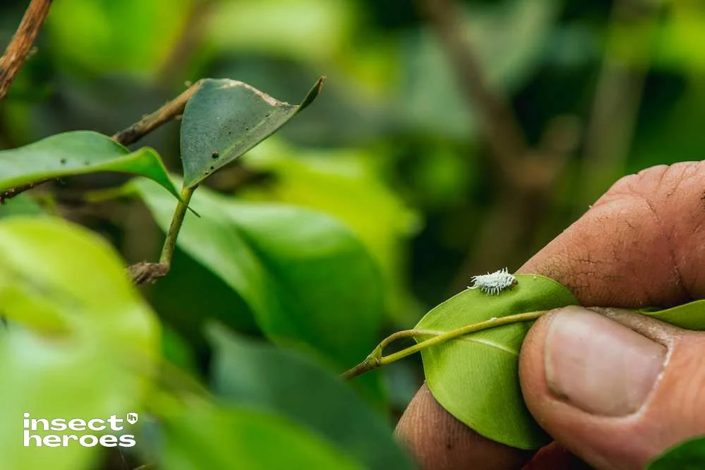 Wolluis bestrijden in je kamerplant: zo kom je er vanaf met natuurlijke ...