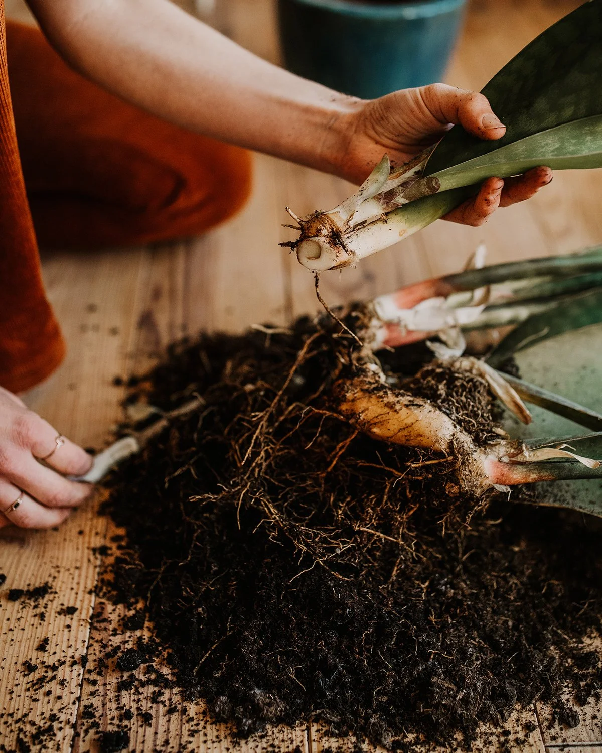Een afgesneden Sansevieria waarvan de wortelstok zichtbaar is met daarna dunne bruine wortels