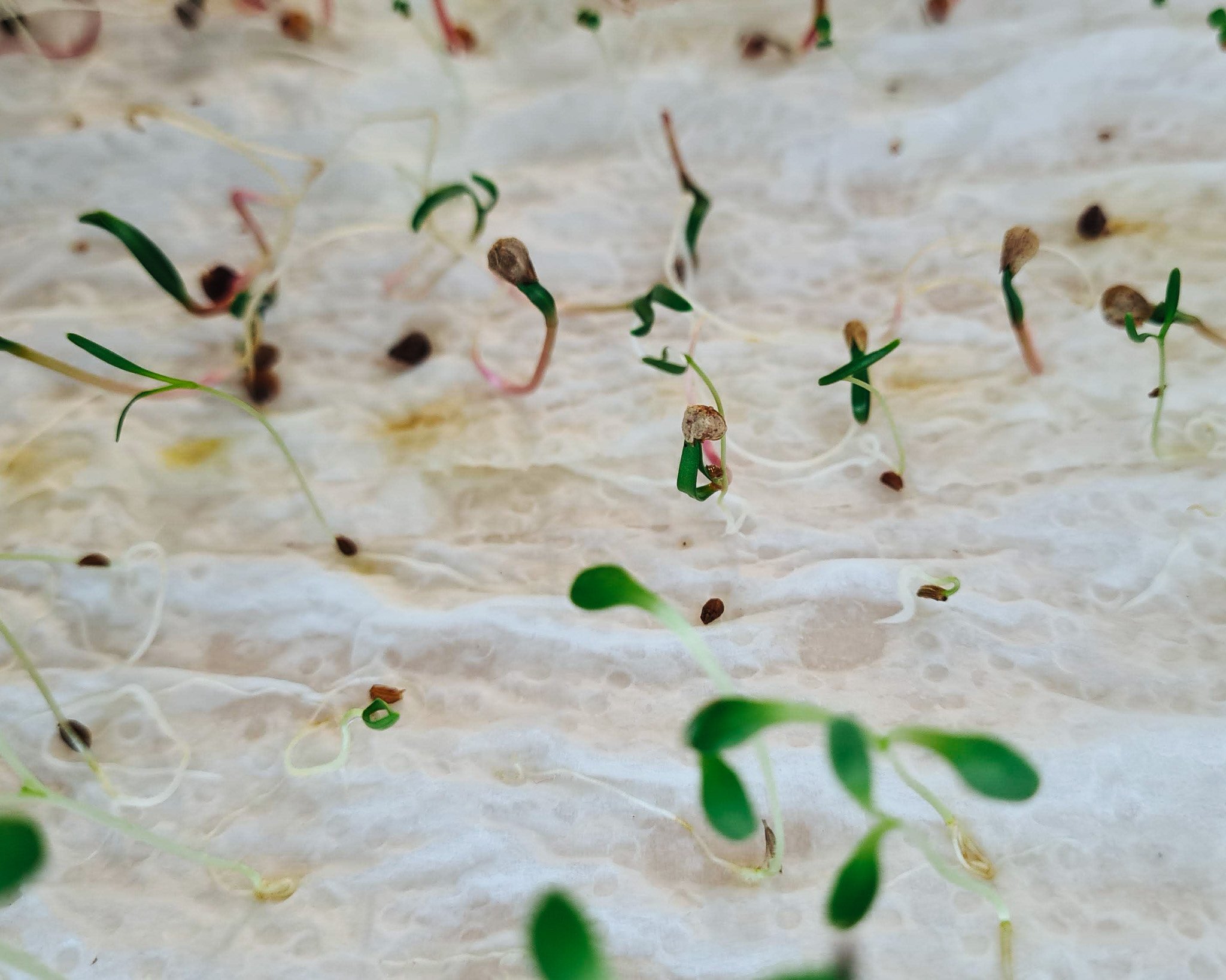 Ontkiemde zaden in de vochtig bak. Groentezaden en bloemenzaden testen op kiemkracht