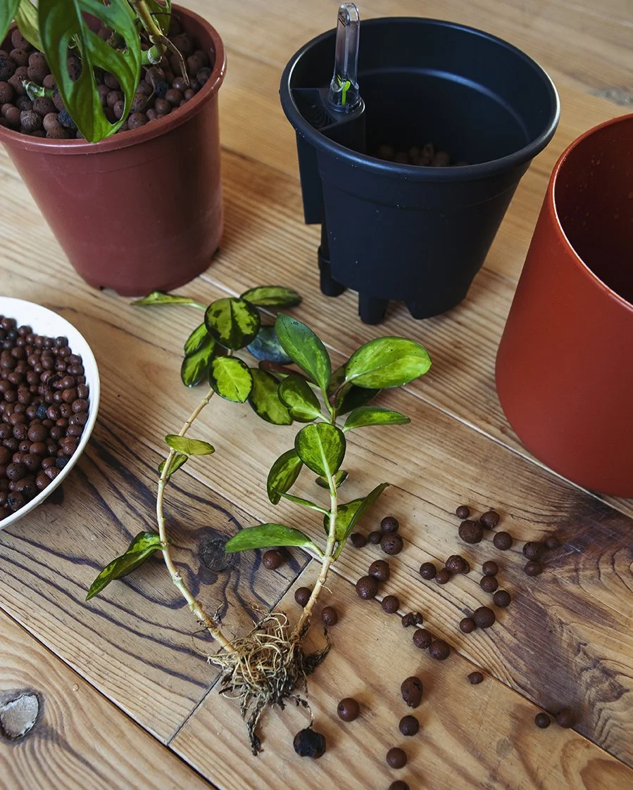 Hoya op hydrocultuur. wortels zichtbaar tijdens het overzetten