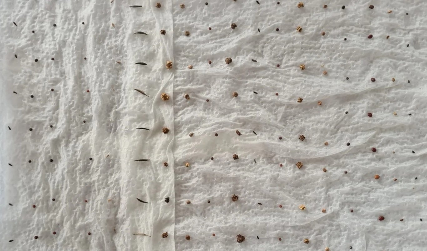 Zaadjes klaar om getest te worden op nette rijtjes in de bak. Groentezaden en bloemenzaden testen op kiemkracht