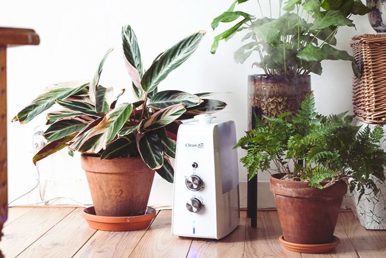 De beste luchtbevochtigers je planten — Mama Botanica