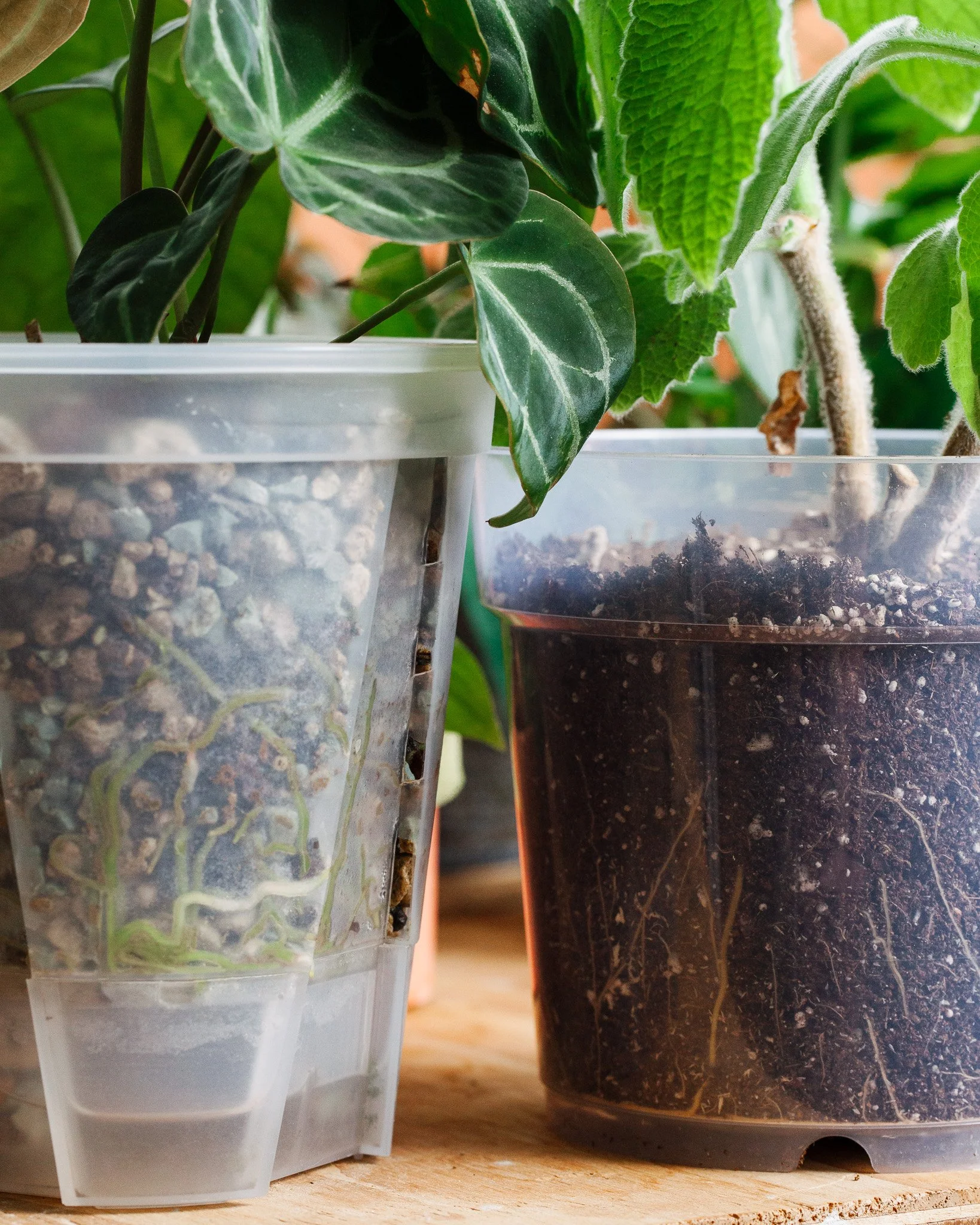 twee kamerplanten in doorzichtige plantenpotten. Een op hydrocoltuur en de andere op potgrond.