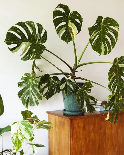 Plantenvraag: Wat doe ik met de luchtwortels van mijn Monstera? Kan je  luchtwortels afknippen?  Mama Botanica