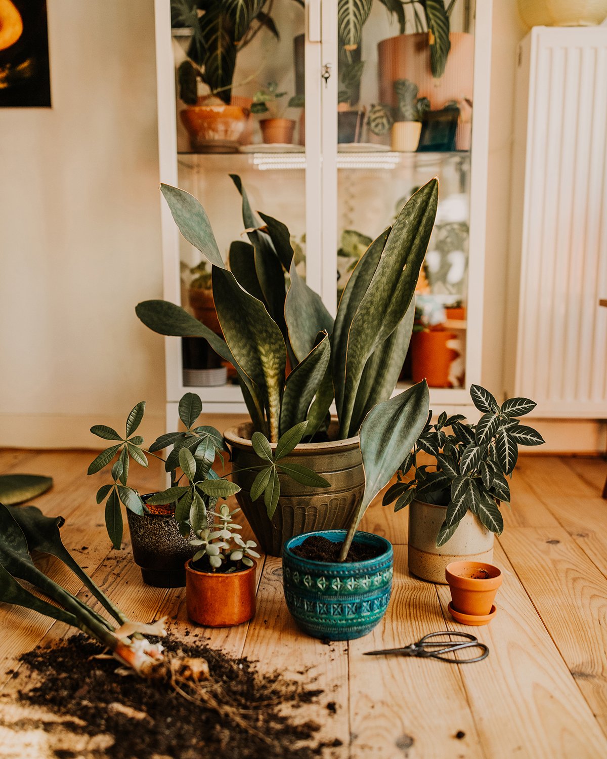 Uitrusting Ruilhandel klep Kun je planten zonder binnenpot in een dichte pot verpotten? — Mama Botanica