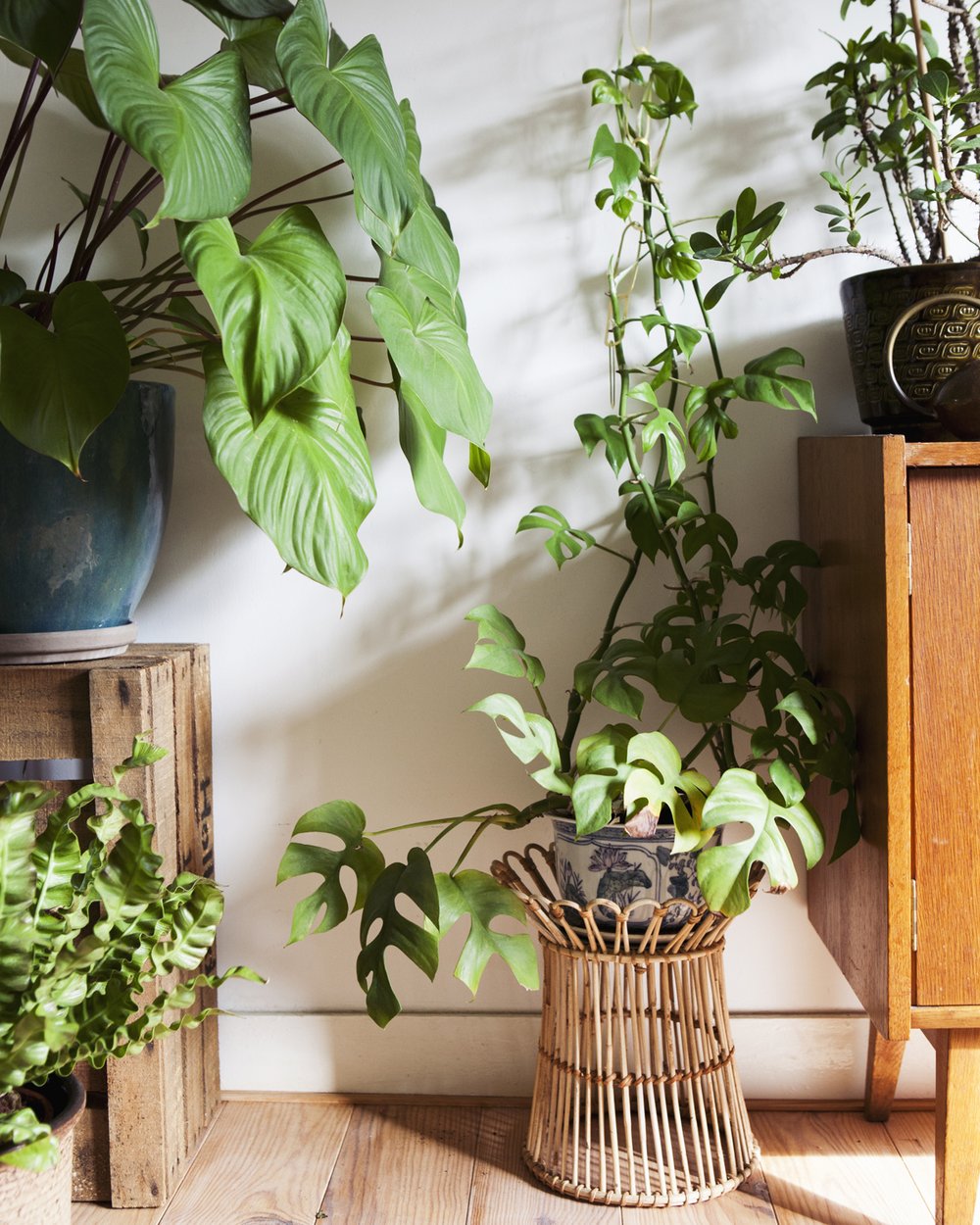 Verleiding Terug kijken opvoeder Hoeveel licht heeft een plant nodig? — Mama Botanica