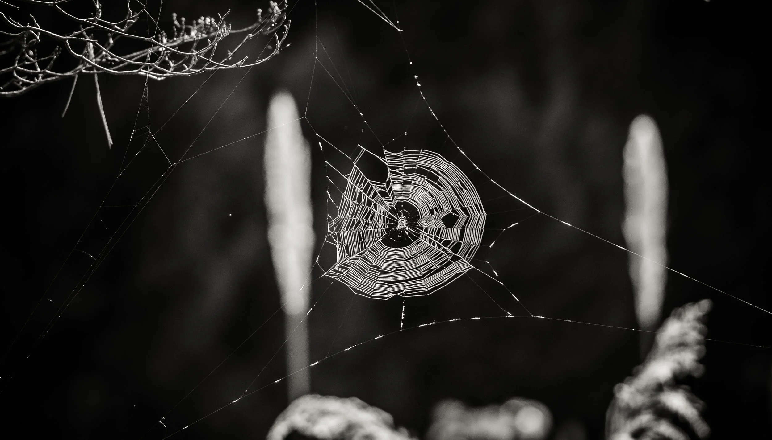 Spider Web