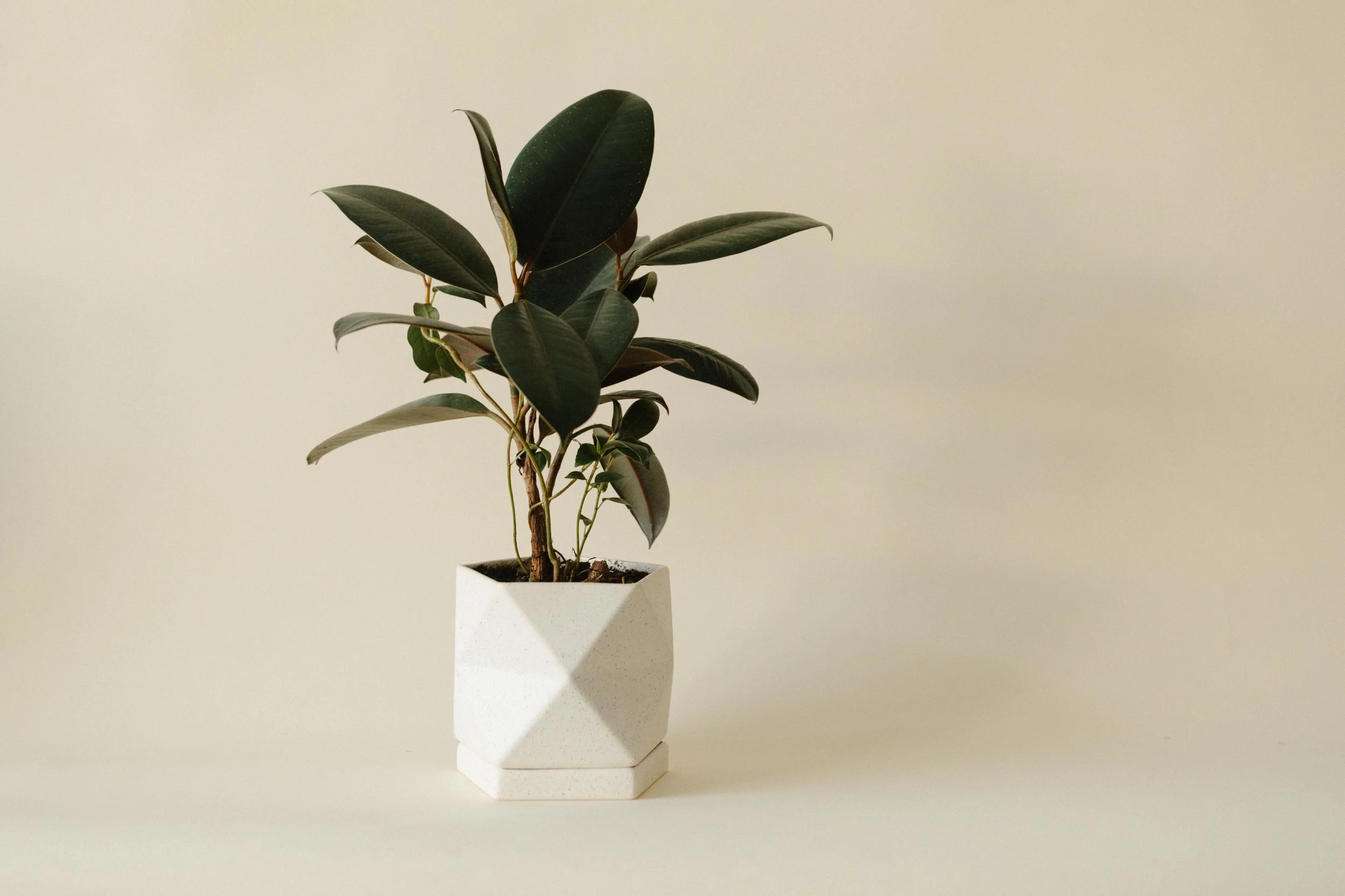 FUTUREANDFAUNA_PRODUCT-3630.jpg