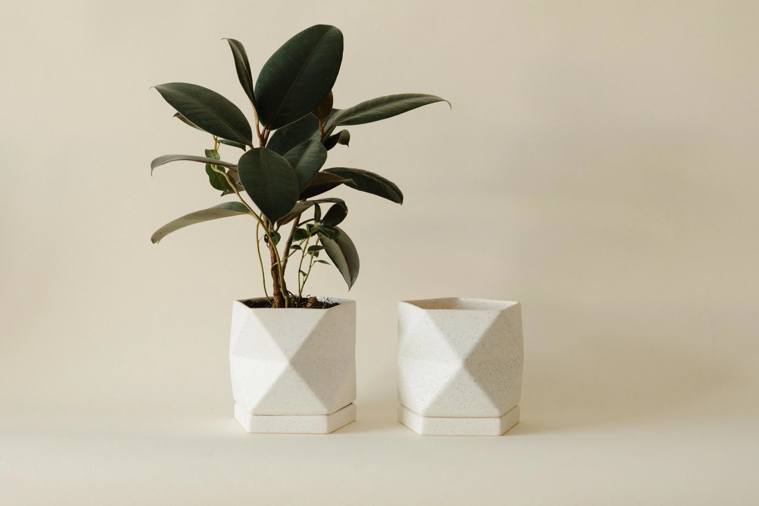 FUTUREANDFAUNA_PRODUCT-3637.jpg