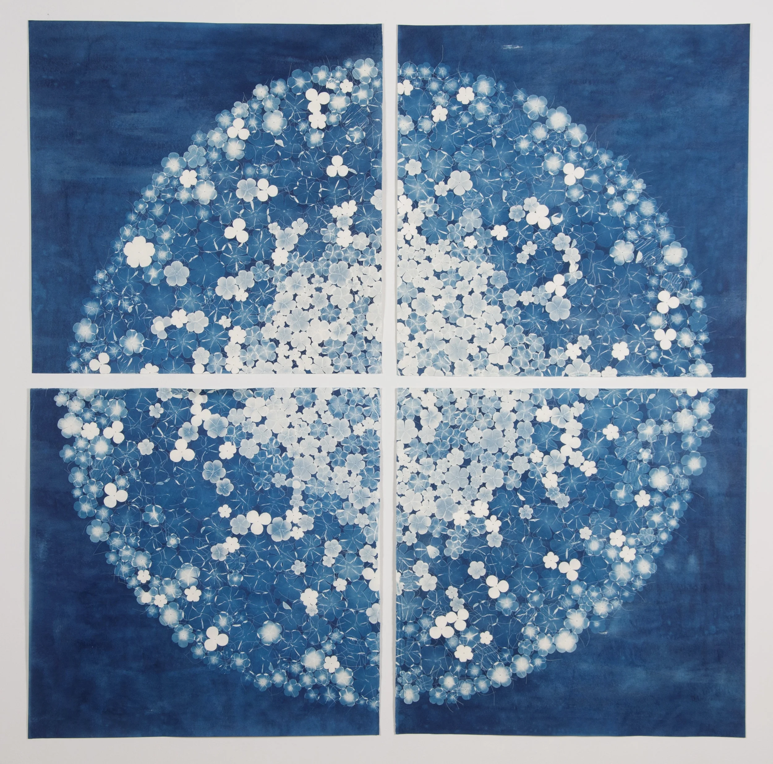 Botanical Disc 2, 2015, 72" X 72", cyanotype on paper