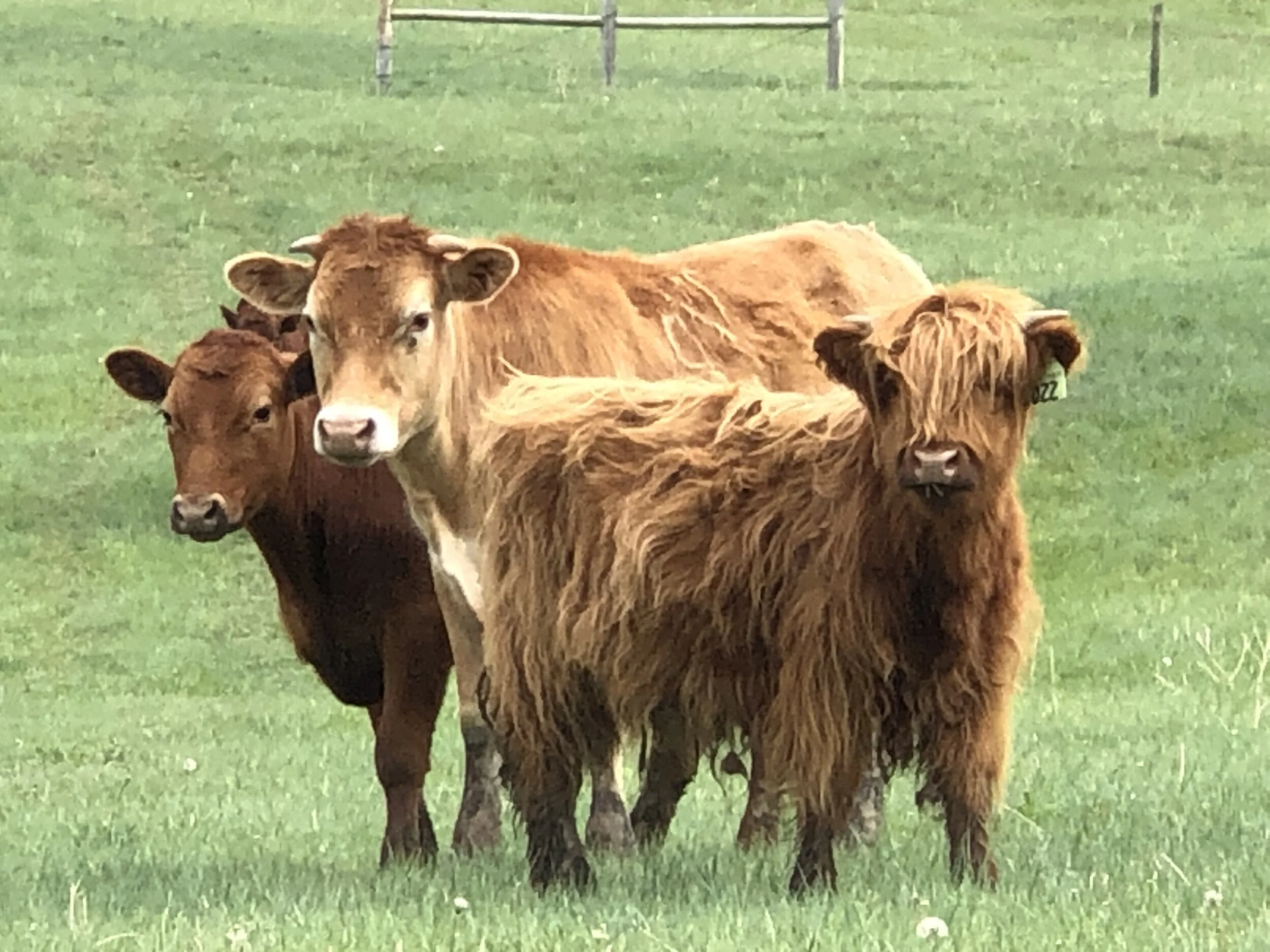 Living our new normal ... and it's GOOD!