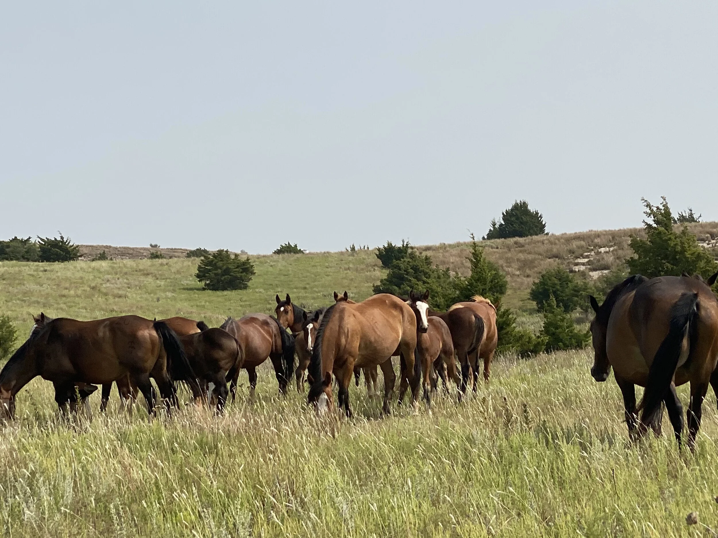 Road Trip!!! Days 5-6 -- Woodward and Freedom, Oklahoma