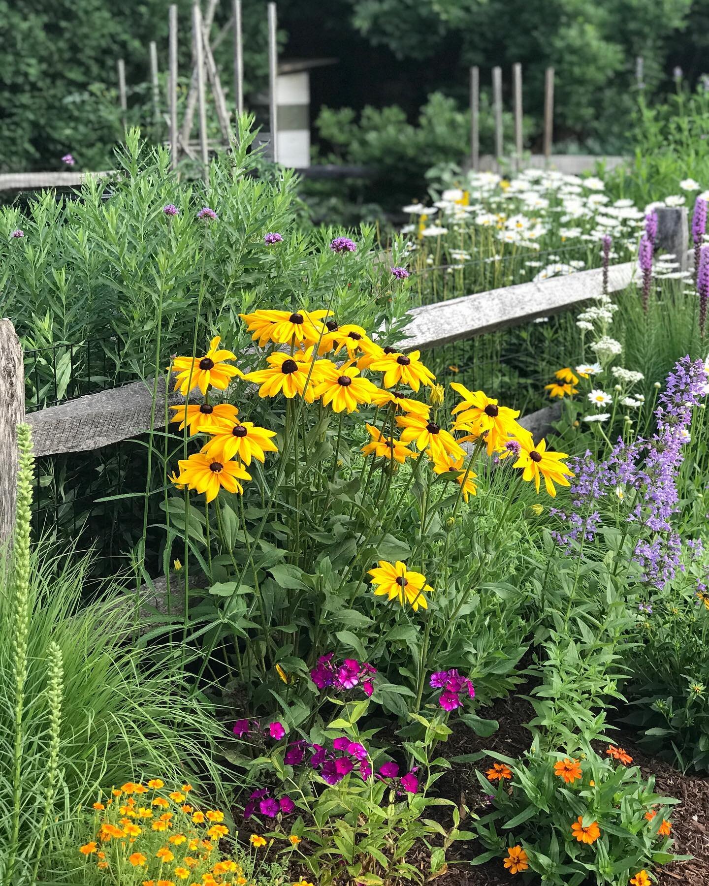 Neighbors have been commenting on the tall yellow brown-eyed Susan: Rudbeckia Indian Summer, combined with phlox Nikky, Tangerine Gem marigold, Becky daisy, catmint, and an agastache coming on inside the veggie garden fence. Love the cottage garden s