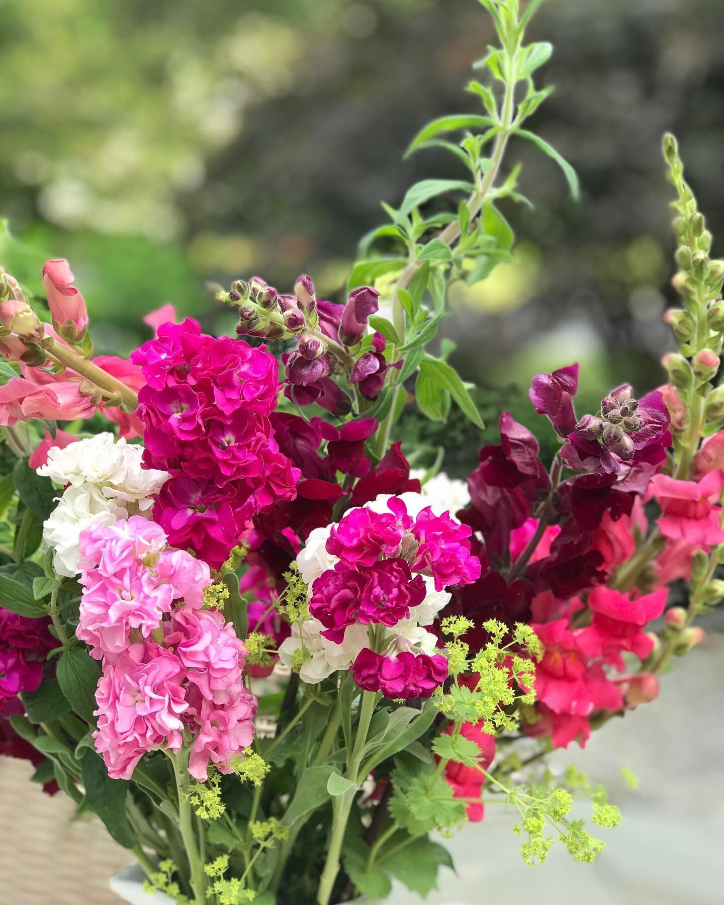 Summer bounty from @unityfarmvt - snapdragons, stock, and mint with lady&rsquo;s mantle added from my home garden... looks like a raspberry sundae and smells divine. Thanks to the hardworking ladies who grew these from seed or plugs, tended and broug