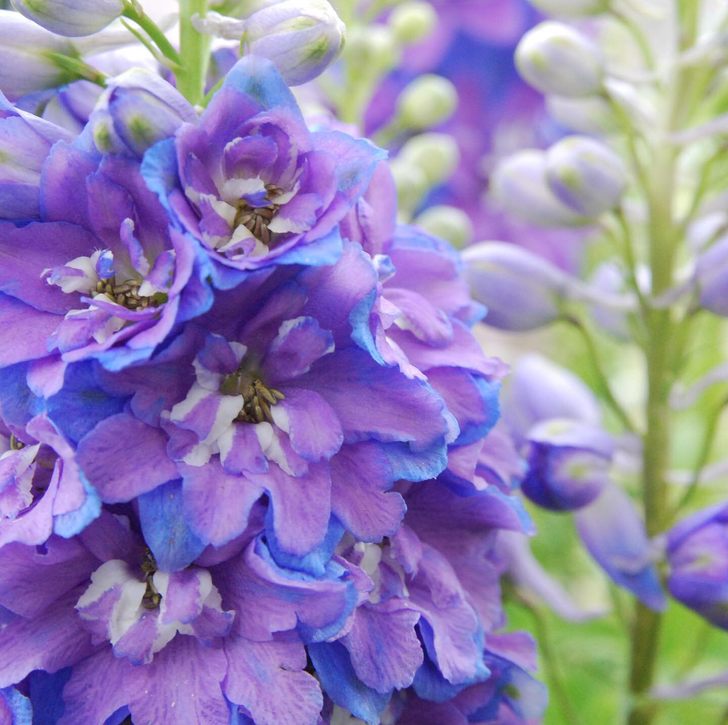 Designing with violet for a client who wants good cut flowers, plants that attract bees, and bring an overall sense of calm: delphinium, columbine, Blue Fortune agastache, and the incredibly long blooming Russian sage are all great choices in this co