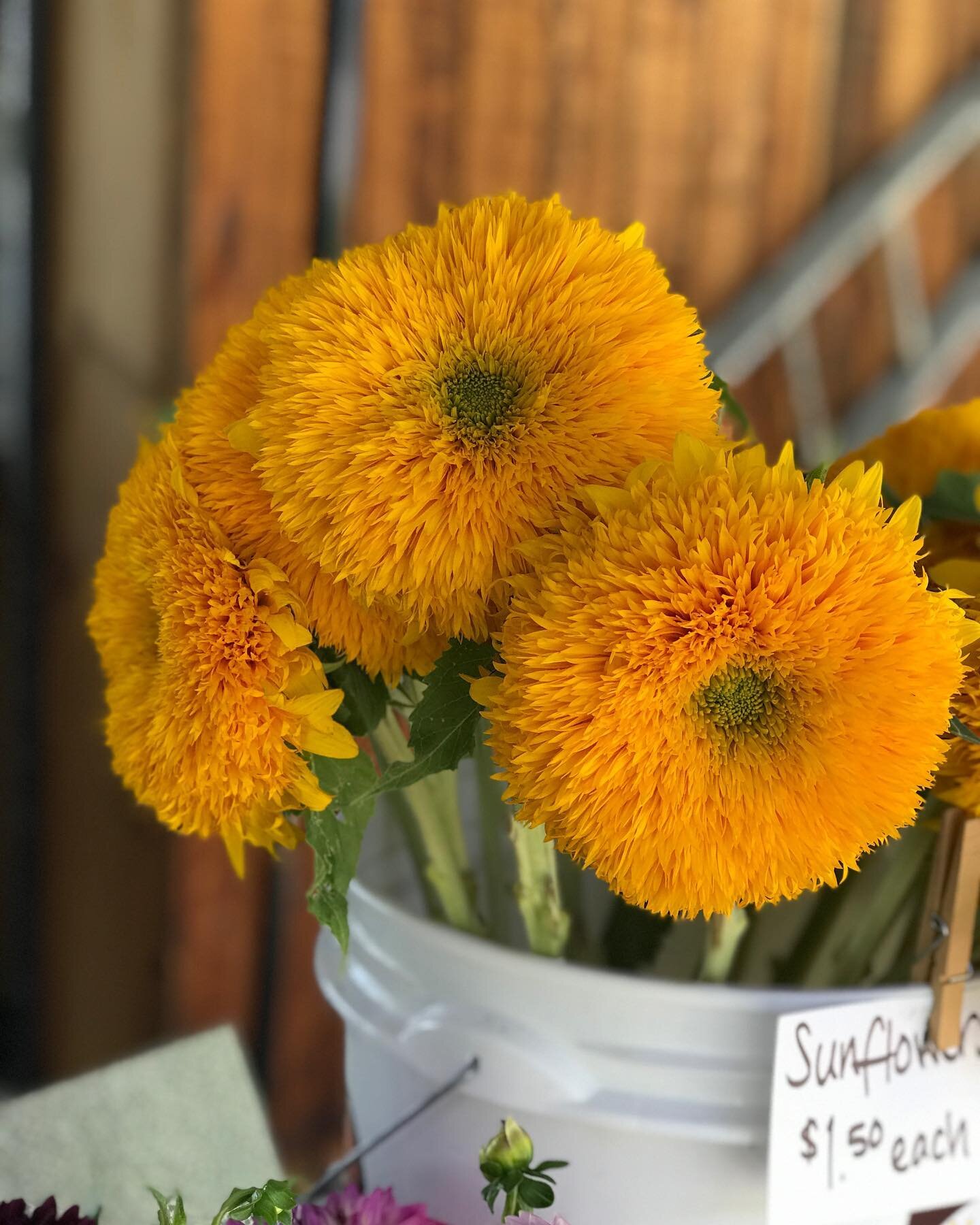 SUNFLOWERS... they&rsquo;re the ultimate summer flower 🌻Found these Teddy Bear types today @unityfarmvt and combined with a couple stems of Sundancer which I grew from seed from @reneesgardenseeds. I like the combination, what do you think? #sunflow