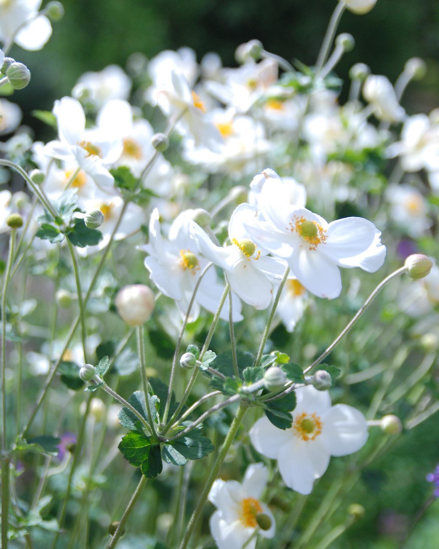 Honorine Jobert, a white Japanese anemone that blooms late summer with airy wands that reach up to 48&rdquo; commonly called windflower. Named Perennial Plant of the Year in 2016, beneficial for pollinators, doesn&rsquo;t spread aggressively like som