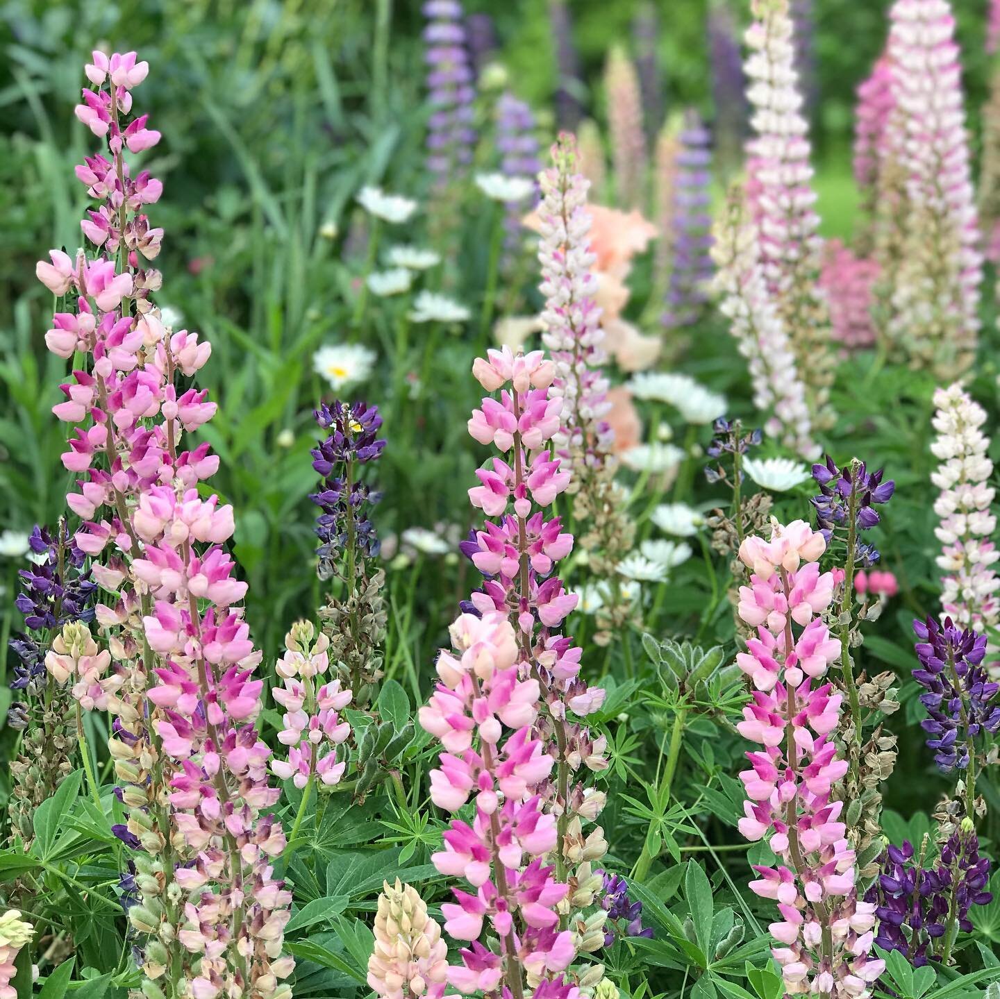 Lupines last week. I love how they jumble together, a soft riot of spikes that come up around the time that peonies start to open. They&rsquo;re true cottage flowers full of charm and intrigue and a great cut flower. These are in a bed I&rsquo;m rede