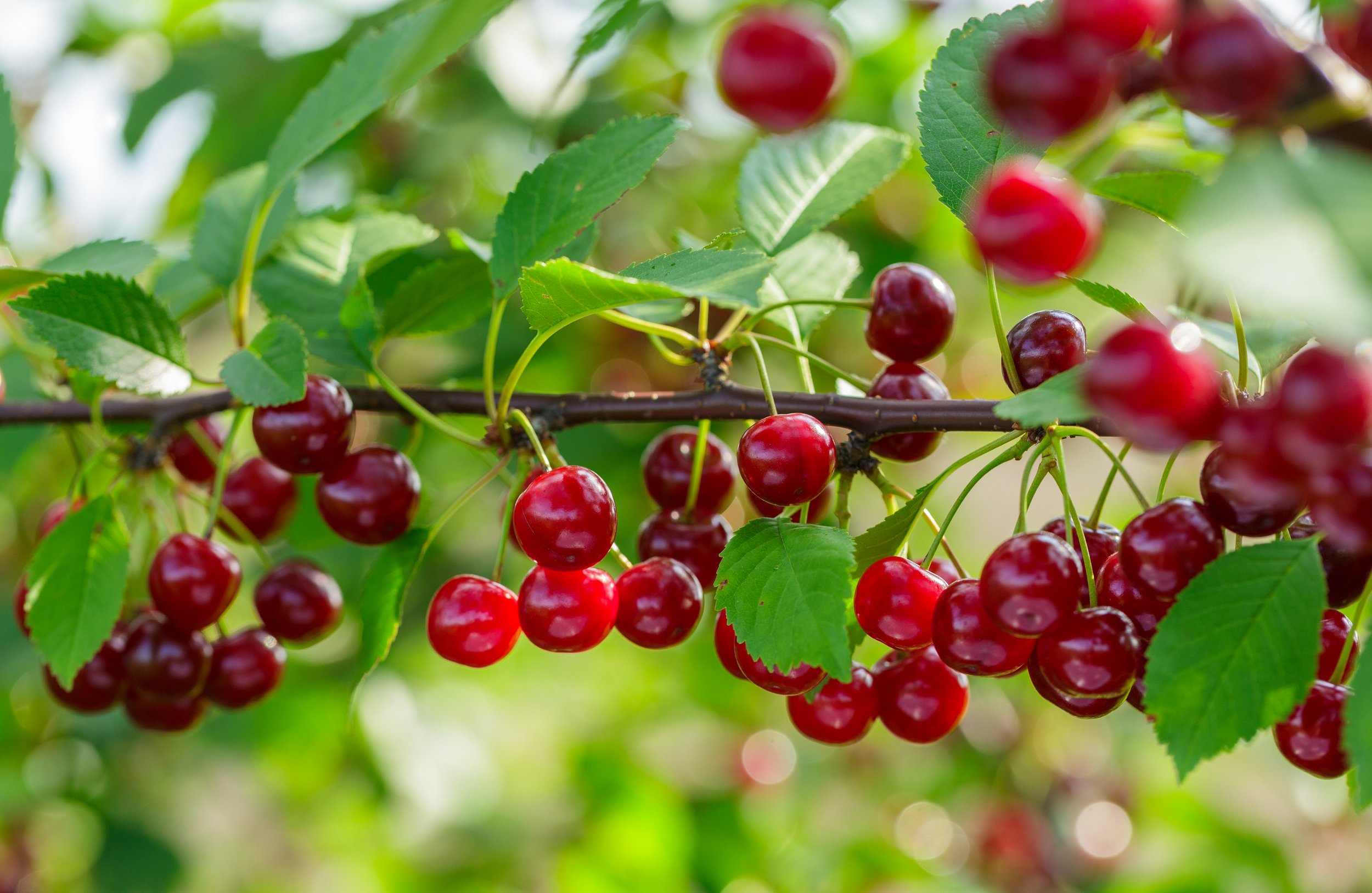 30 Pound Case All-Natural Dried Infused Red Tart Cherries