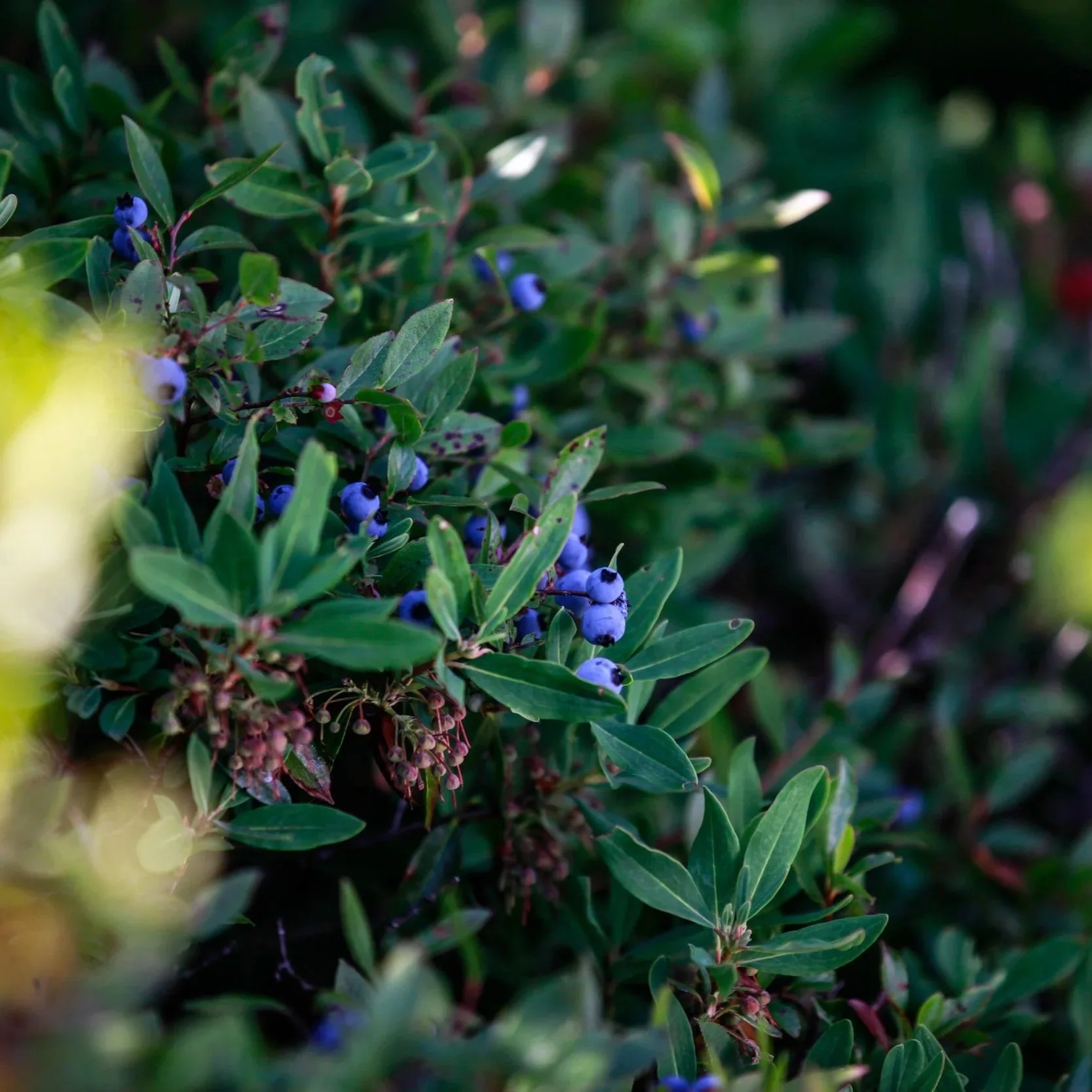 30 Pound Case All-Natural Dried Infused Wild Blueberries