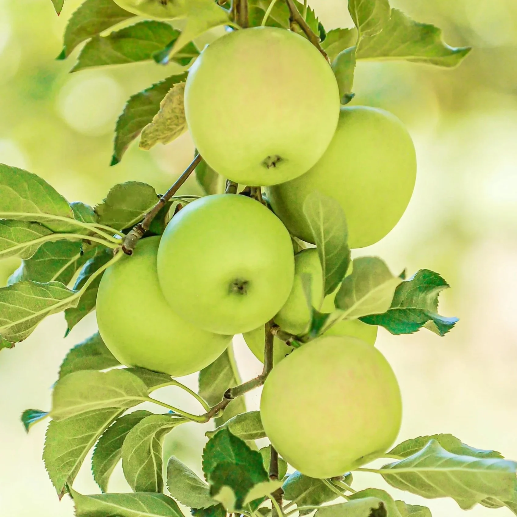 30 Pound Case All-Natural Dried Diced Apples