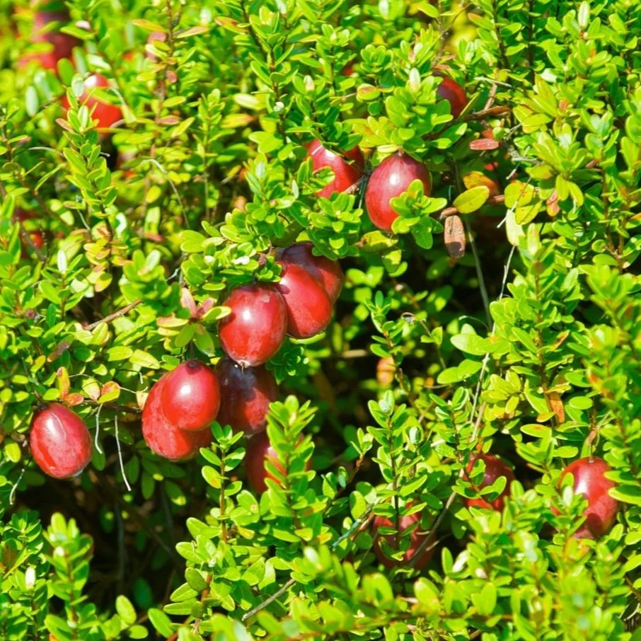 30 Pound Case All-Natural Dried Infused Sliced Cranberries