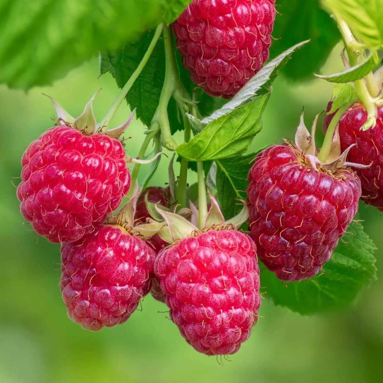 30 Pound Case All-Natural Dried Infused Raspberries