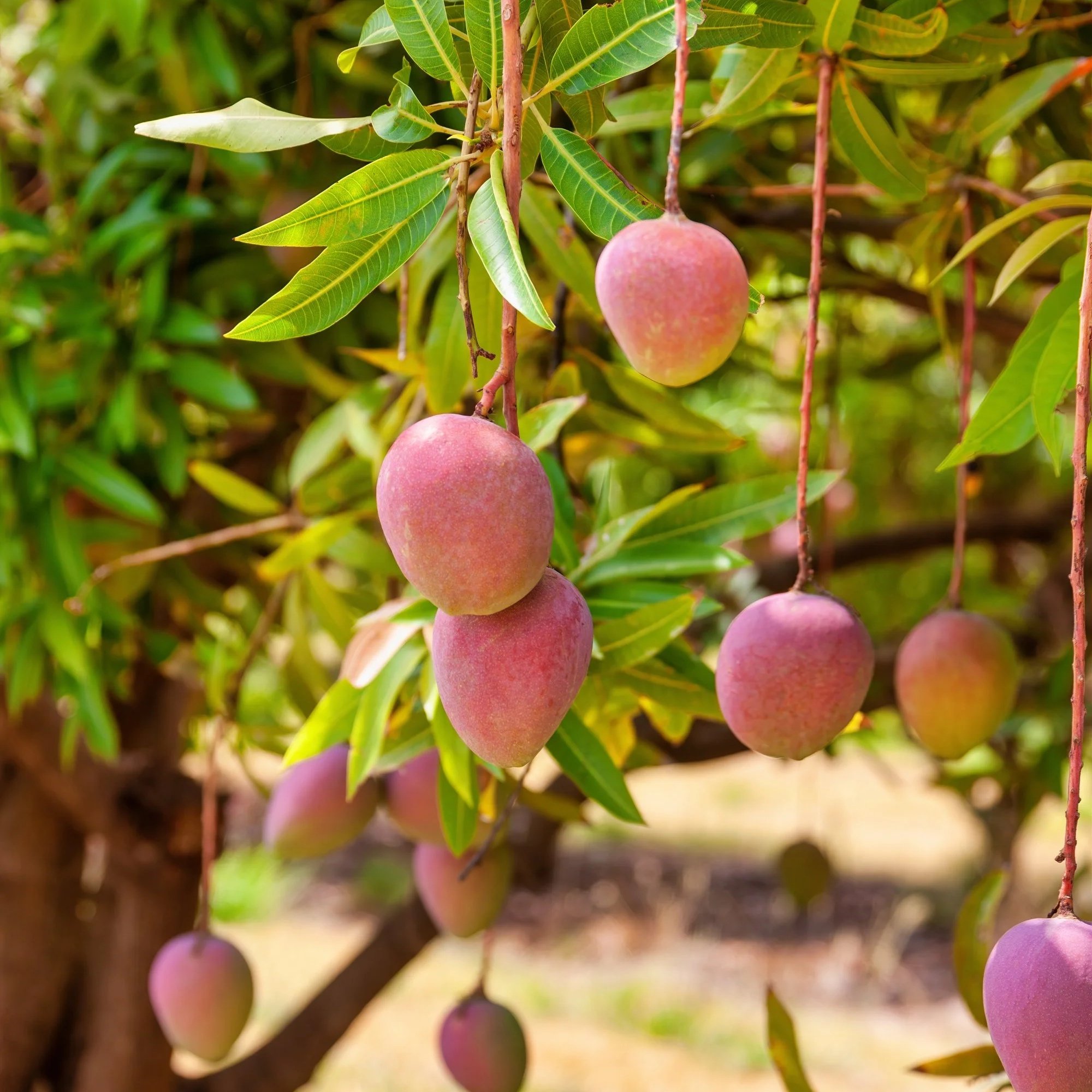 30 Pound Case All-Natural Dried Diced Mangoes