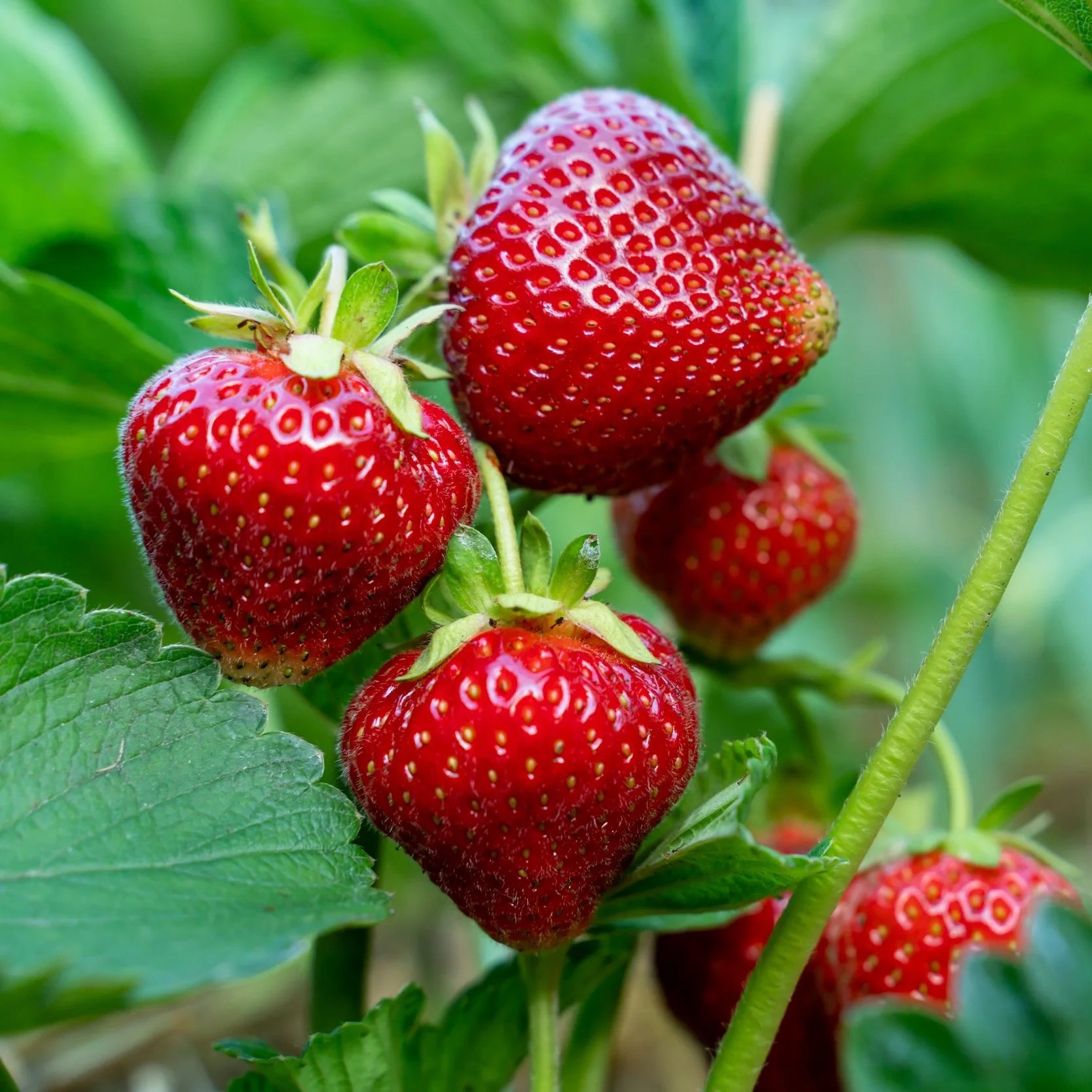 30 Pound Case All-Natural Dried Infused Diced Strawberries