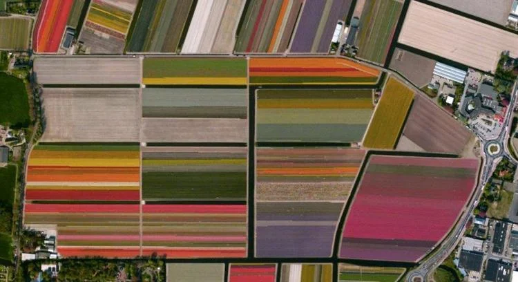 The growth of tulips in Holland can be tracked, giving American gardeners the an understanding of their competitor’s expected supply for the season. Photo courtesy of http://mamabee.com/27-magical-images-of-the-blooming-tulip-farms-in-holland/ .