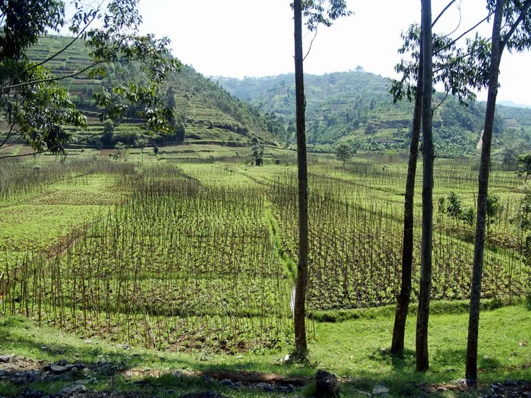 An image of a field in Rwanda showing multiple cultures in a small space.