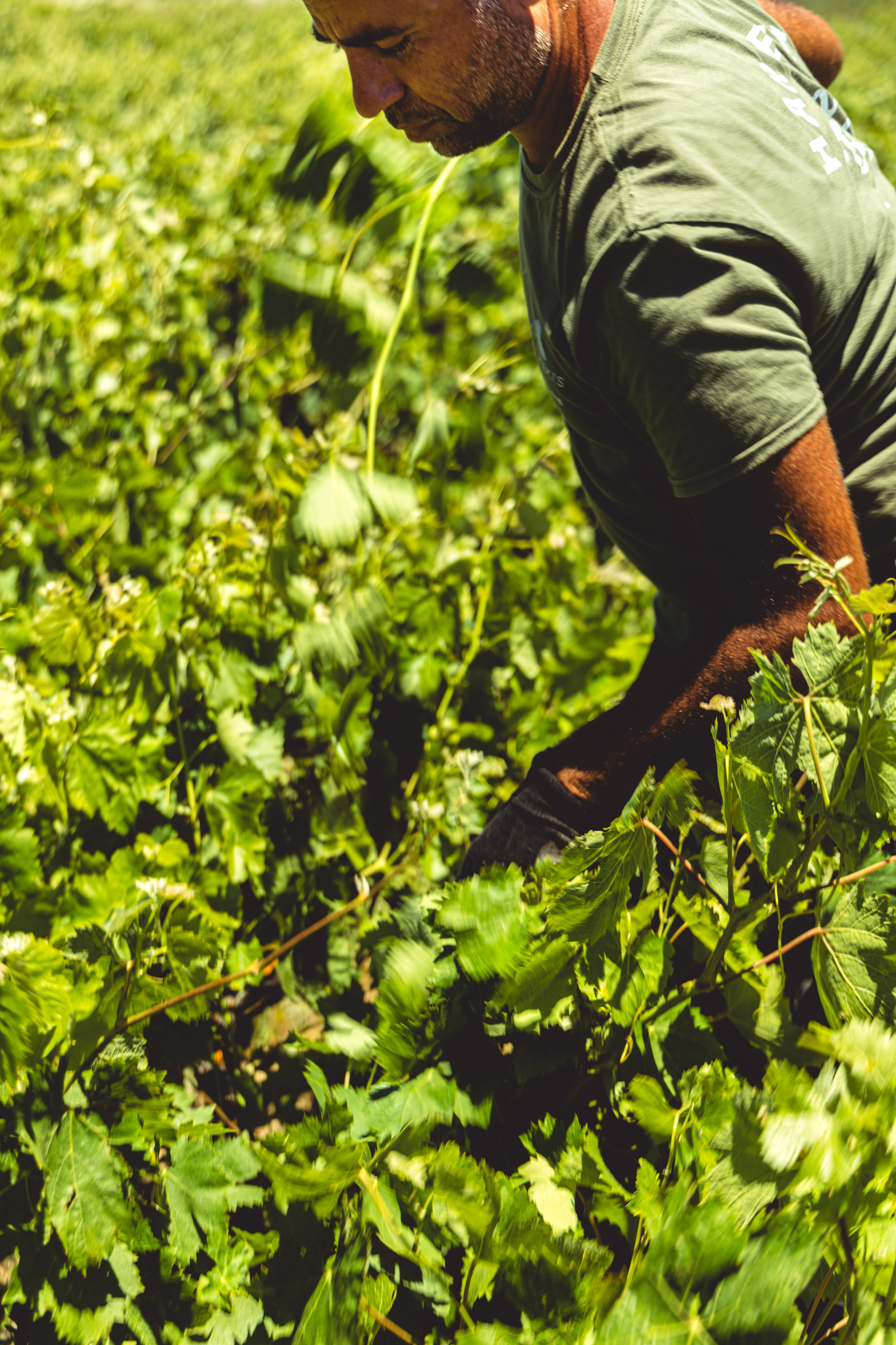 The Foreigner Among Us (Leviticus 19)