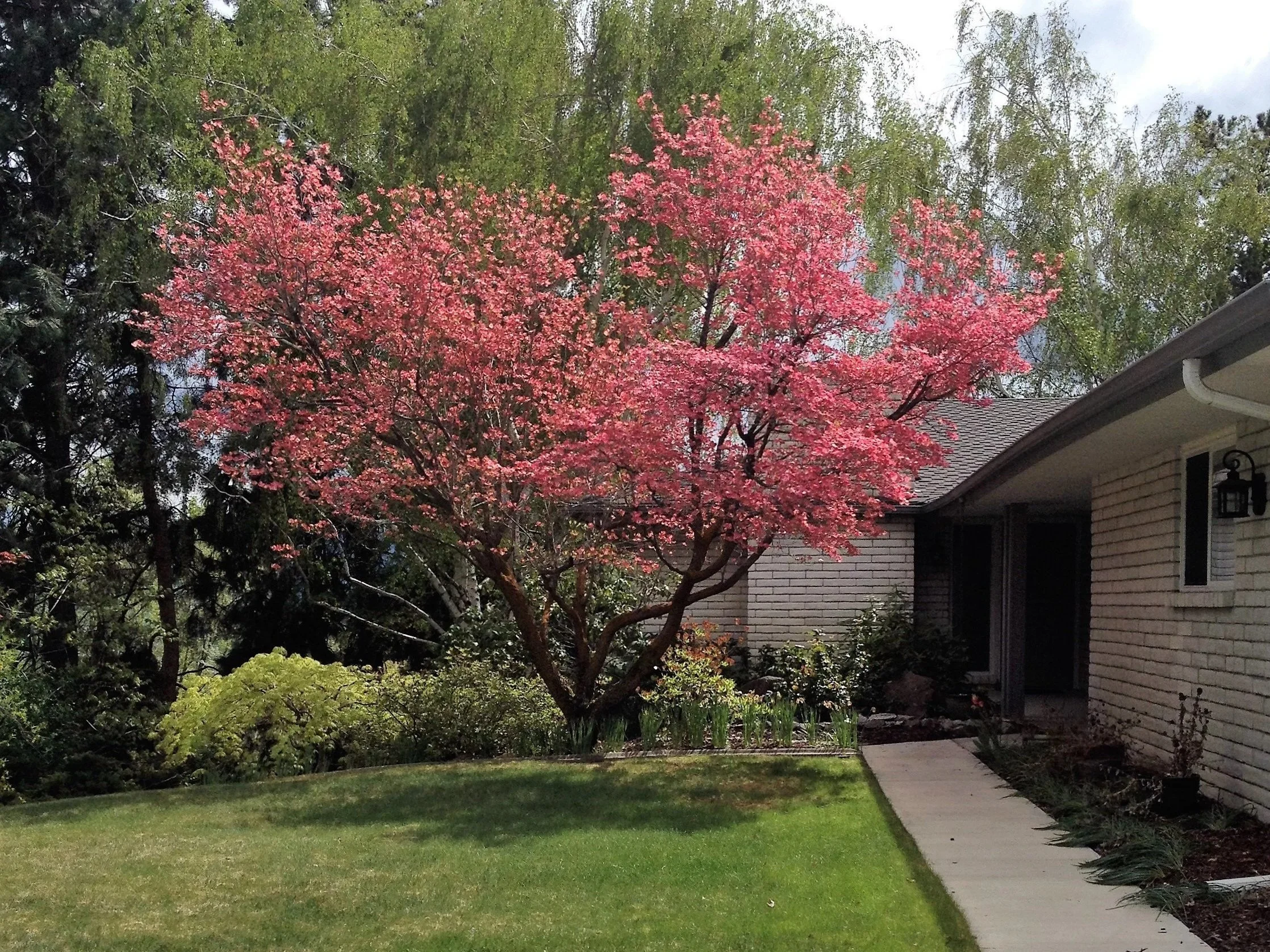 Dogwood—Symbol of Easter Hope