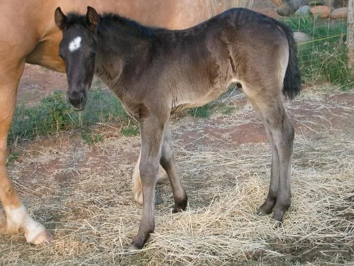 The First Horse I See