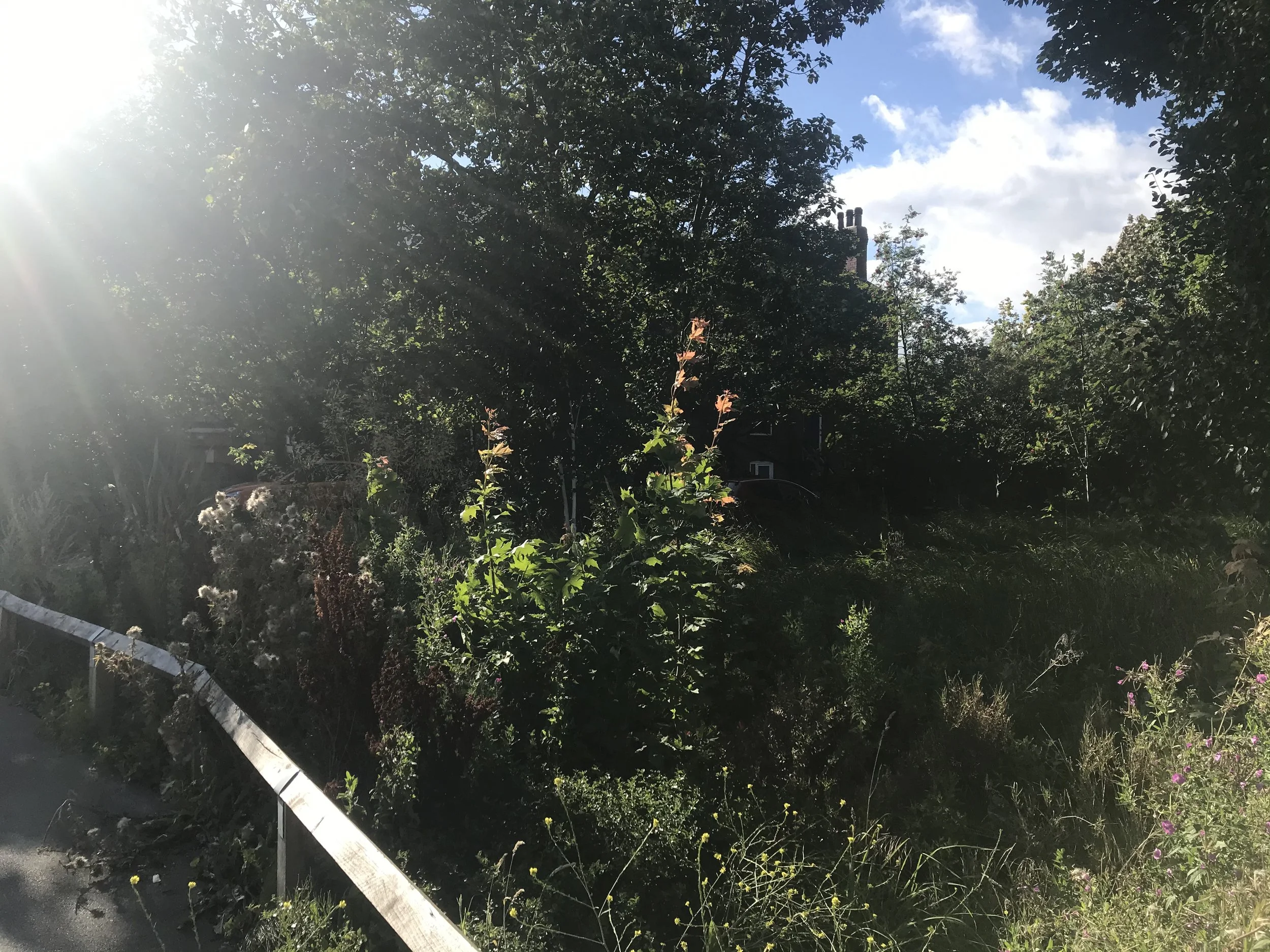 IMG_0731.jpeg