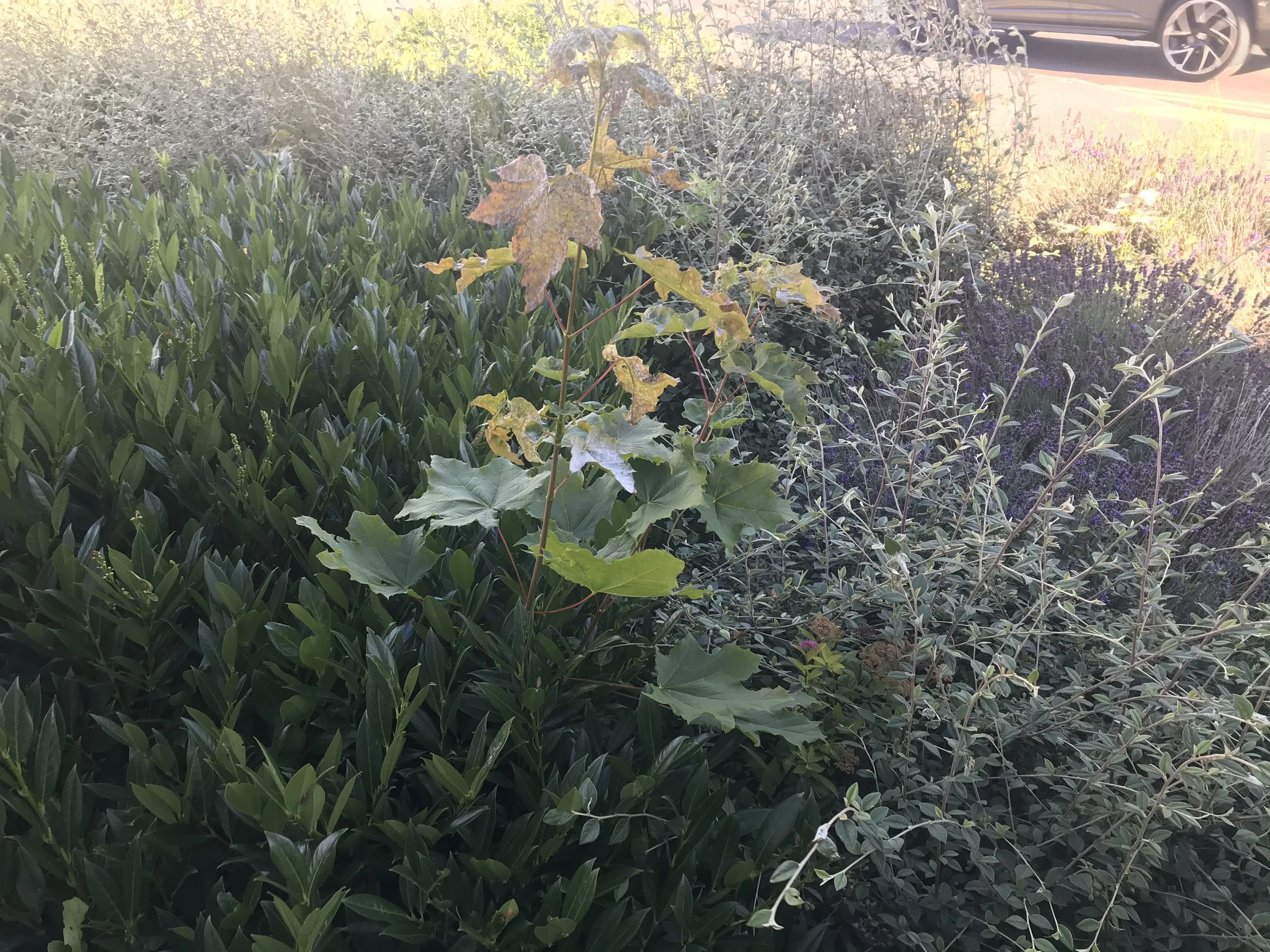 IMG_0738.jpeg
