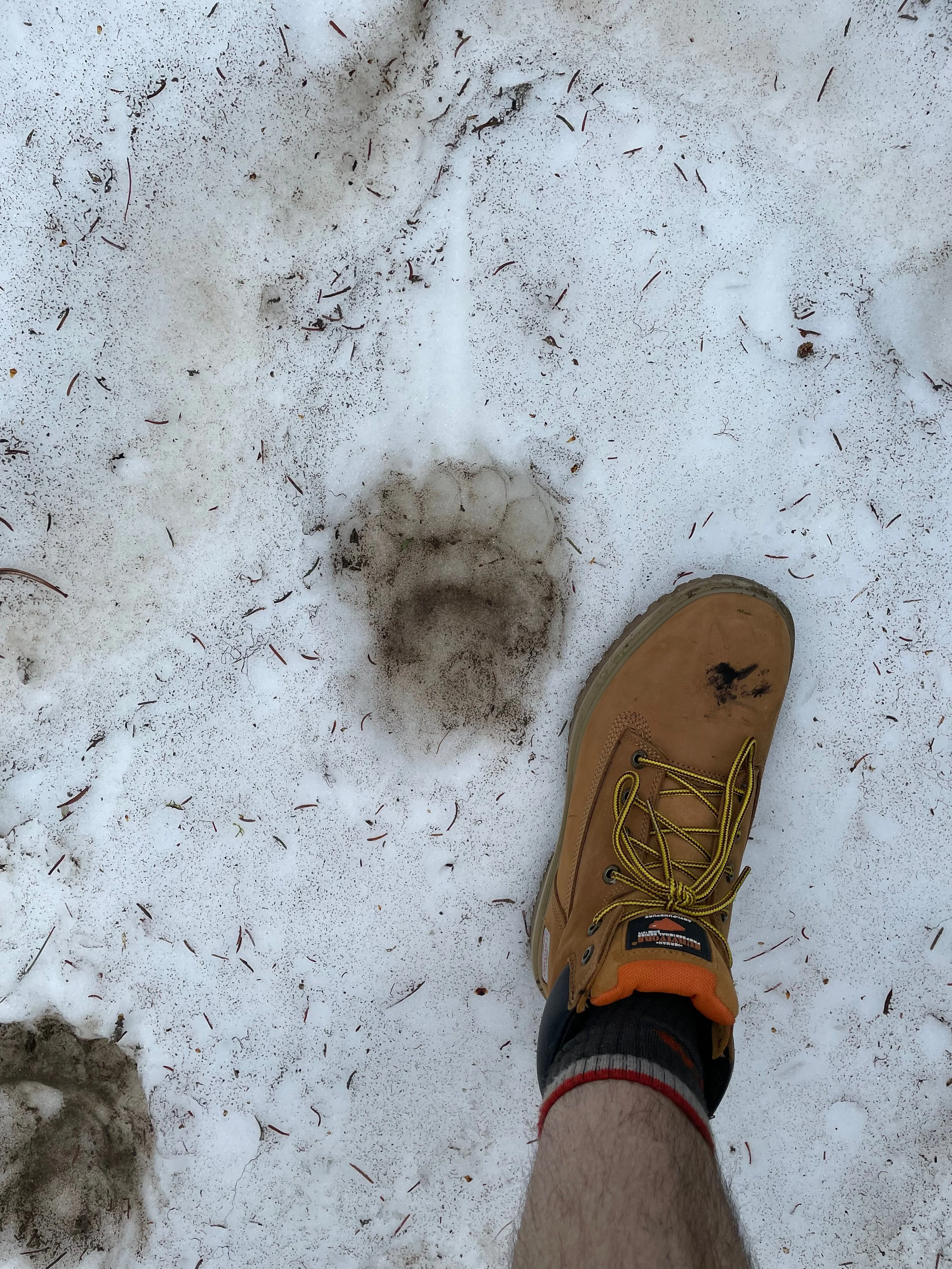 Sawtooth Ridge 50M/50K: Runner update #2 (6/28/22)