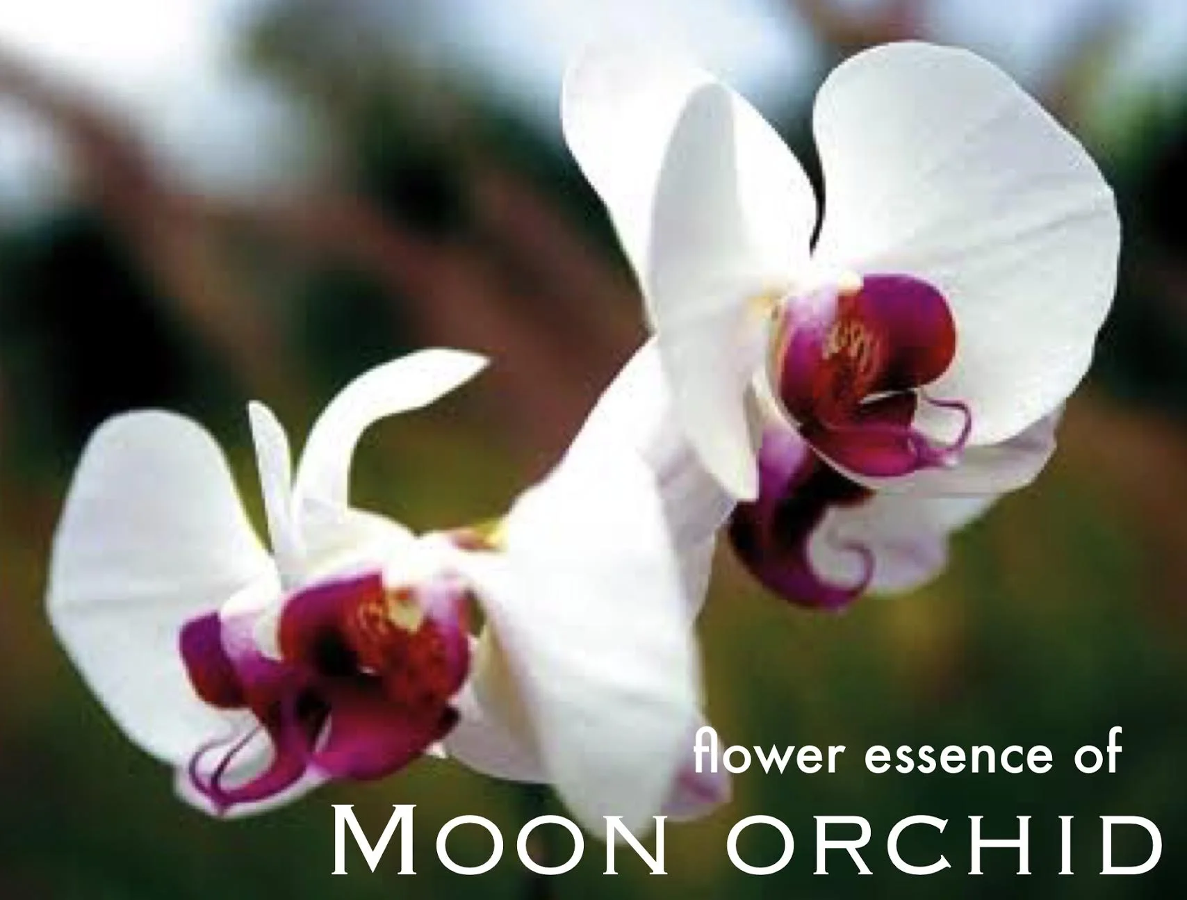 Essence of Moon Orchid