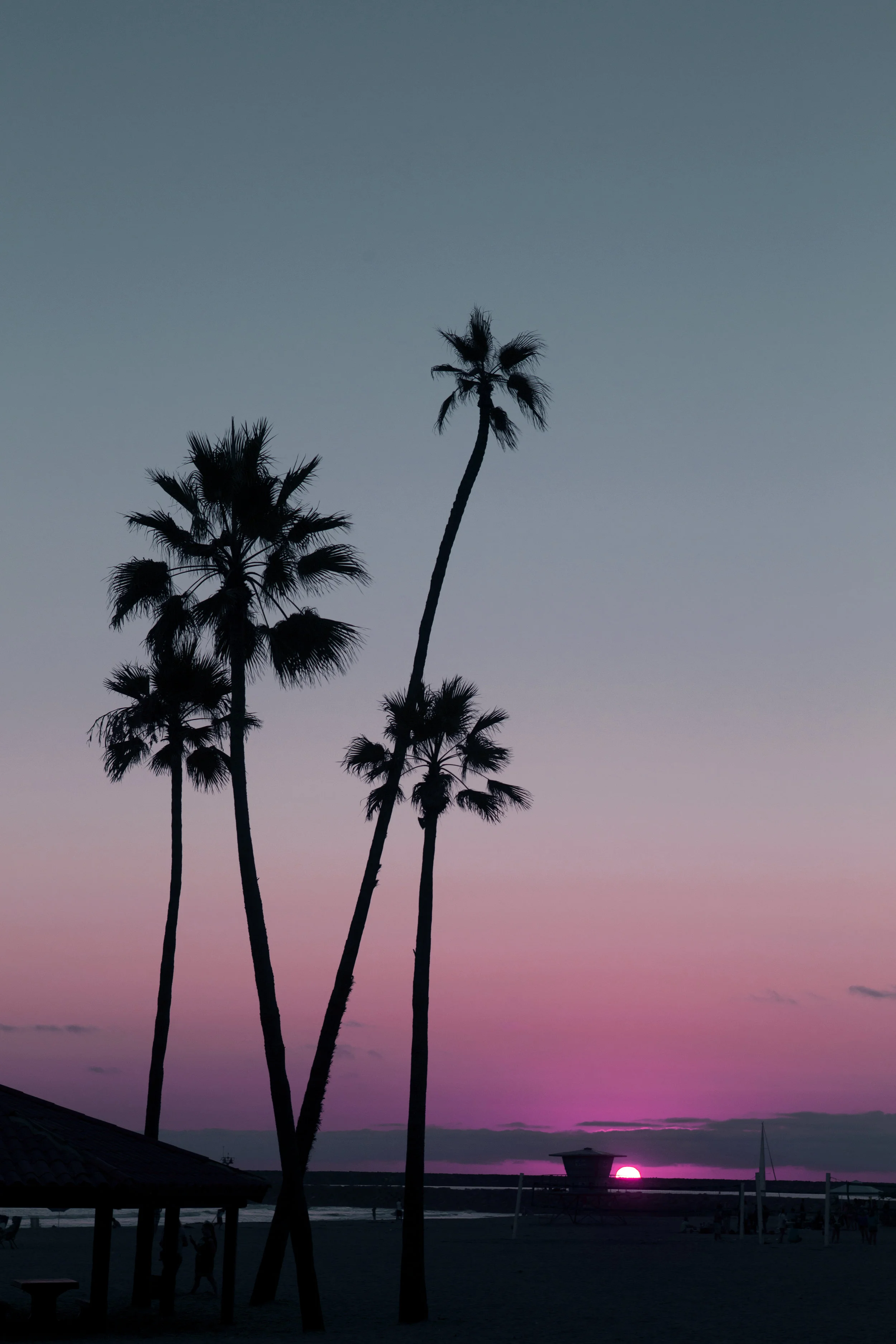 Magenta Palms